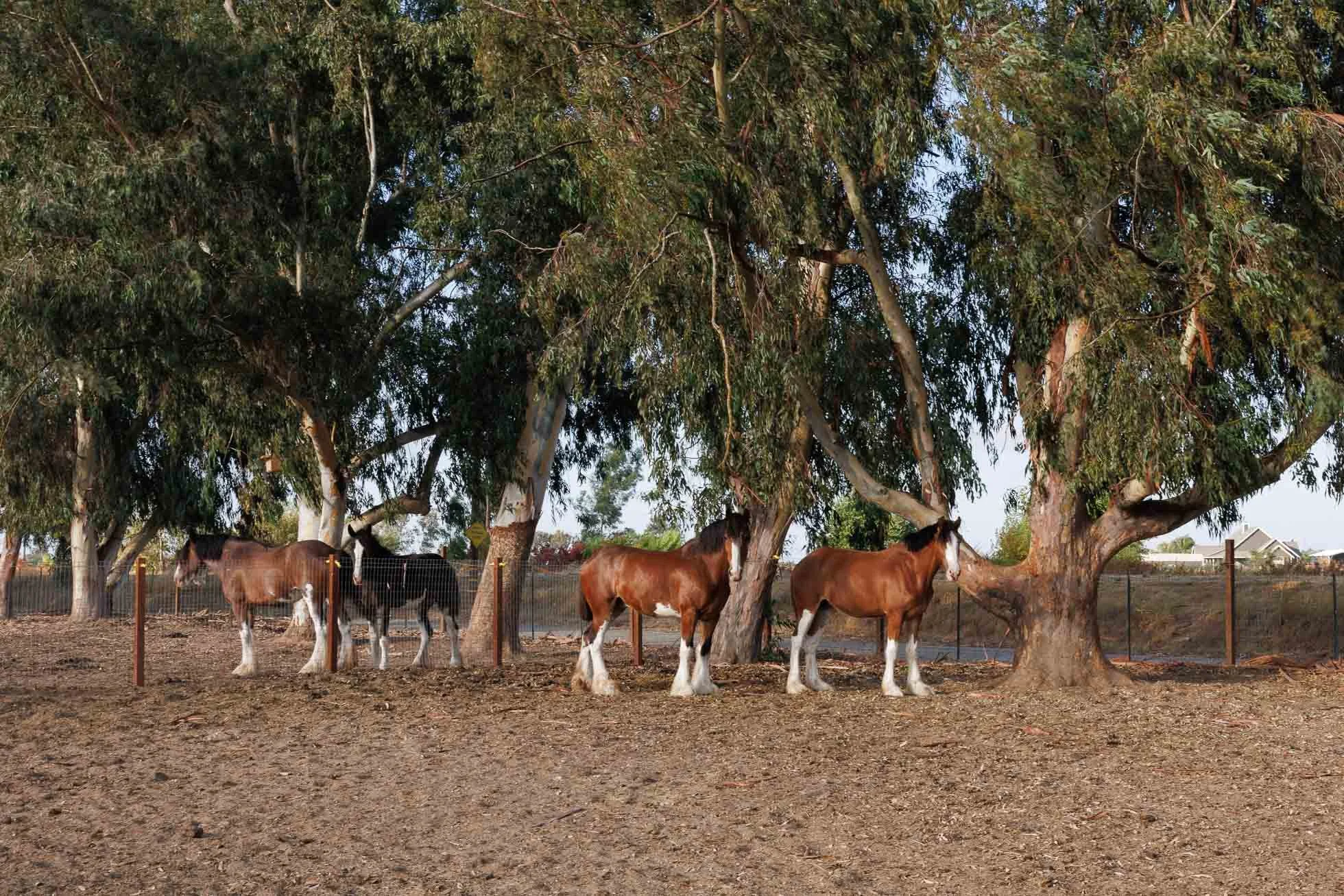 four horses standing under eucalyptus trees