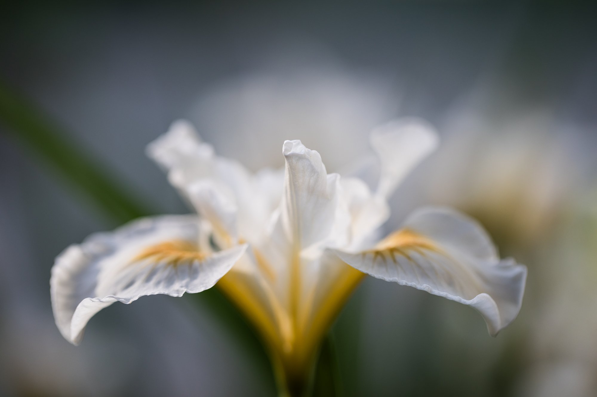 A Few Macro Favorites | Northern California fine art photography