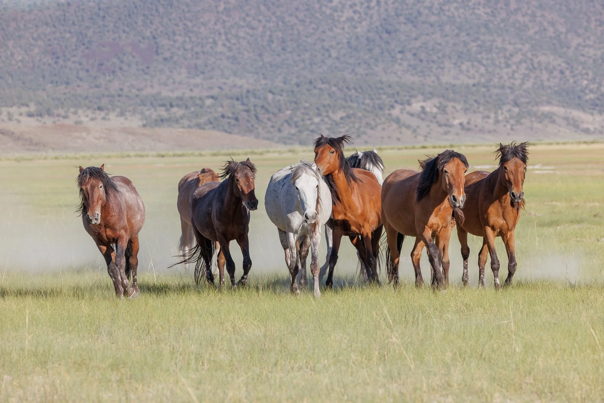 wild horses running at Mono Lake area