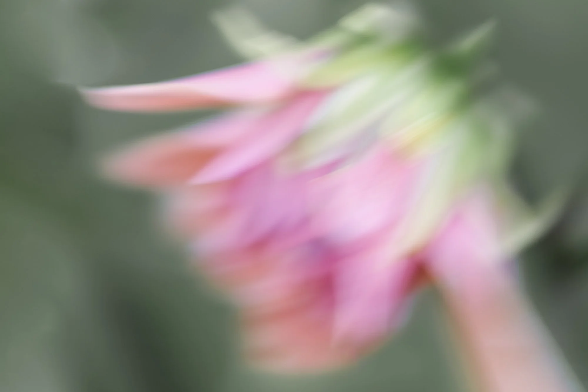 out of focus pink dahlia bud just opening