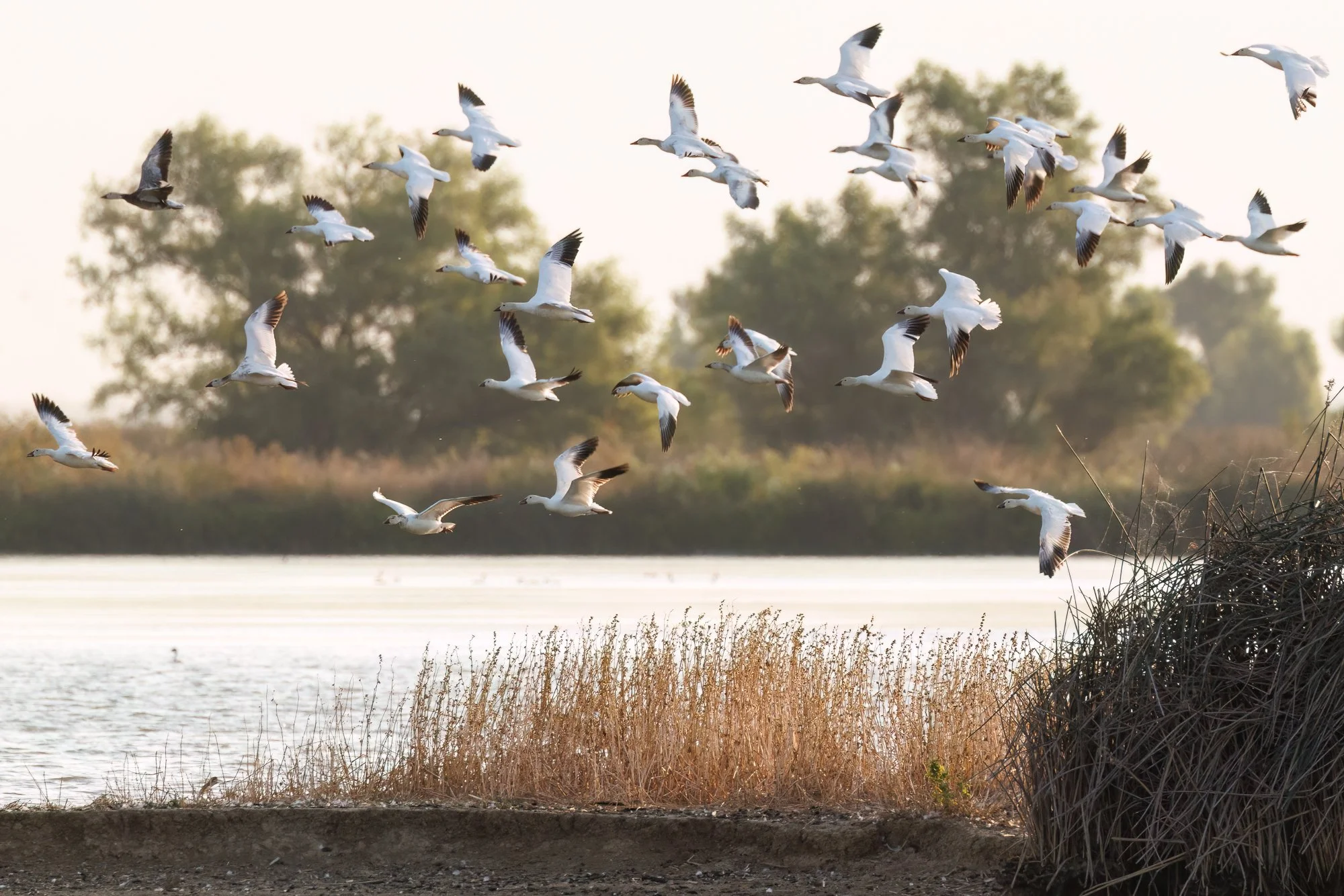 snow geese m flight