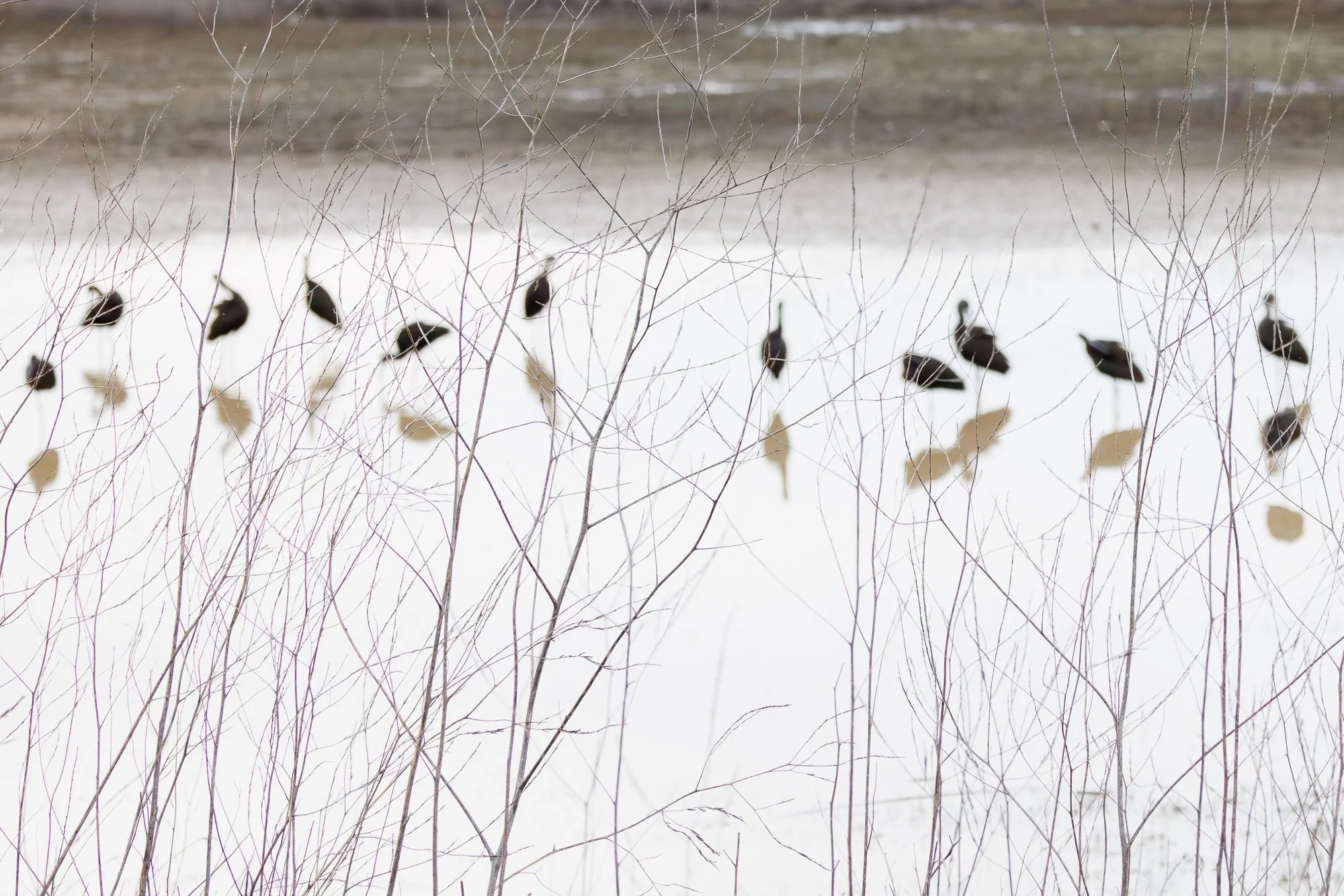 ibis and their reflection through dried weeds