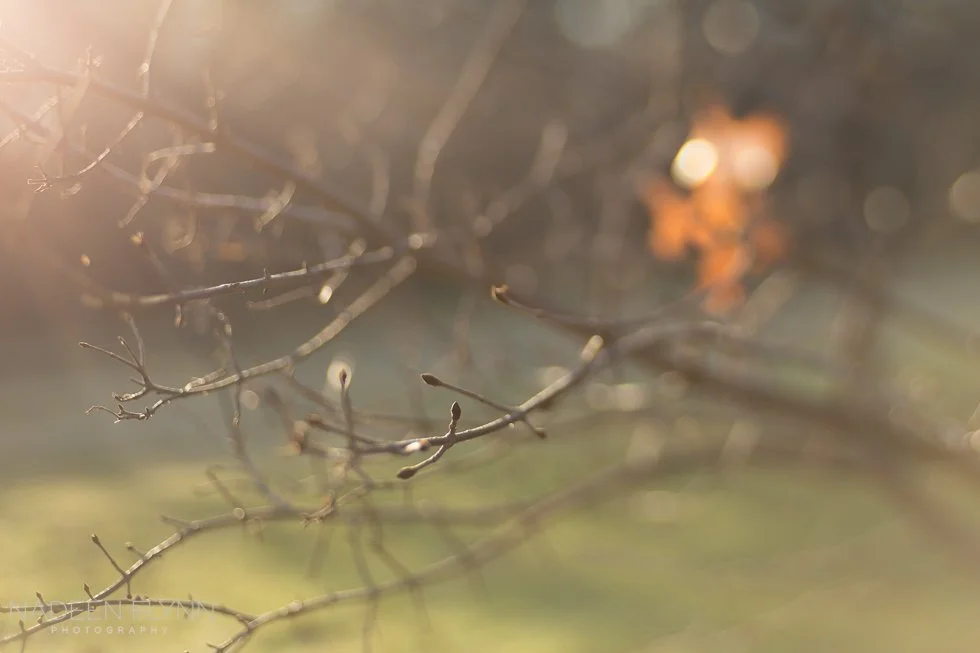 lone orange leaf on branch with blur