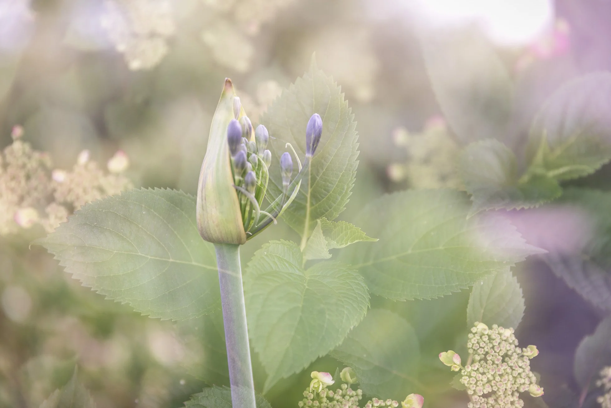 double exposure of an agapanthus