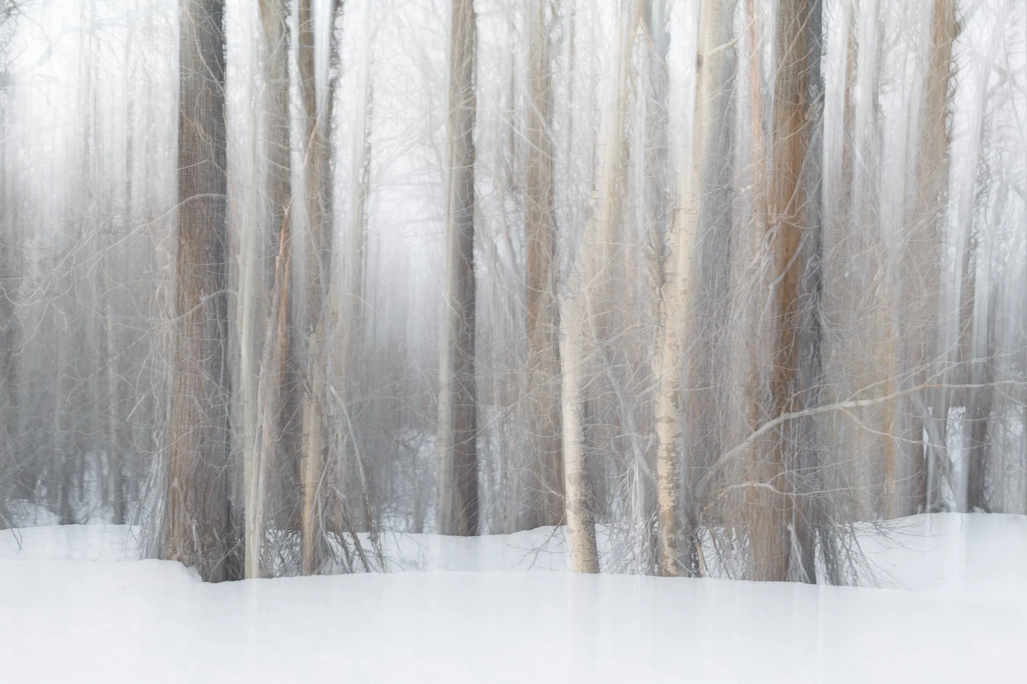 ICM blur of bare forest in snow, brown tones