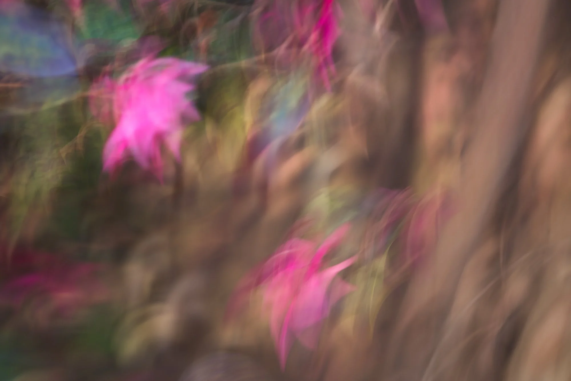 ICM-fringe-plant-blossom-©NadeenFlynnPhotography-1151.jpg