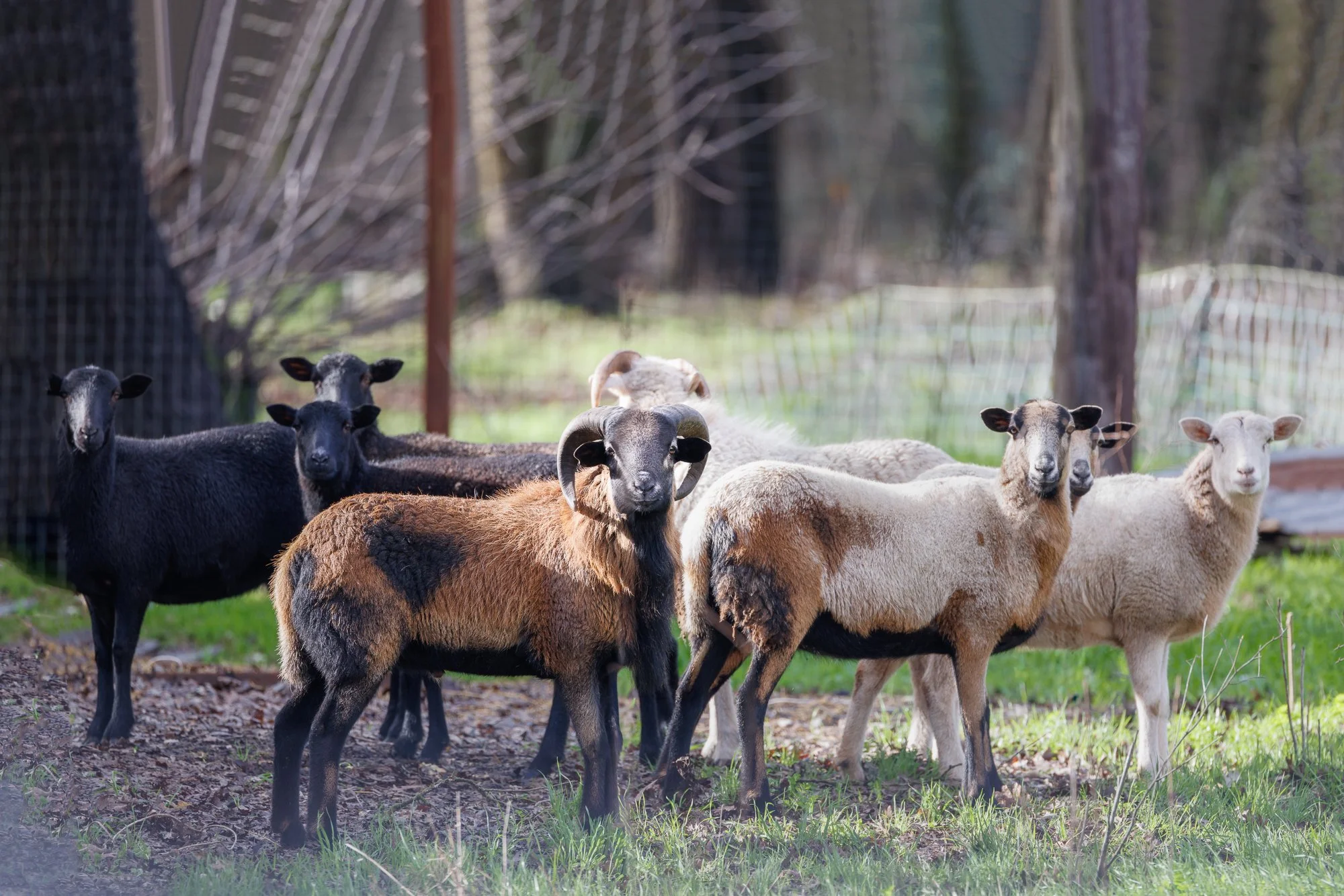 several sheep looking at camera