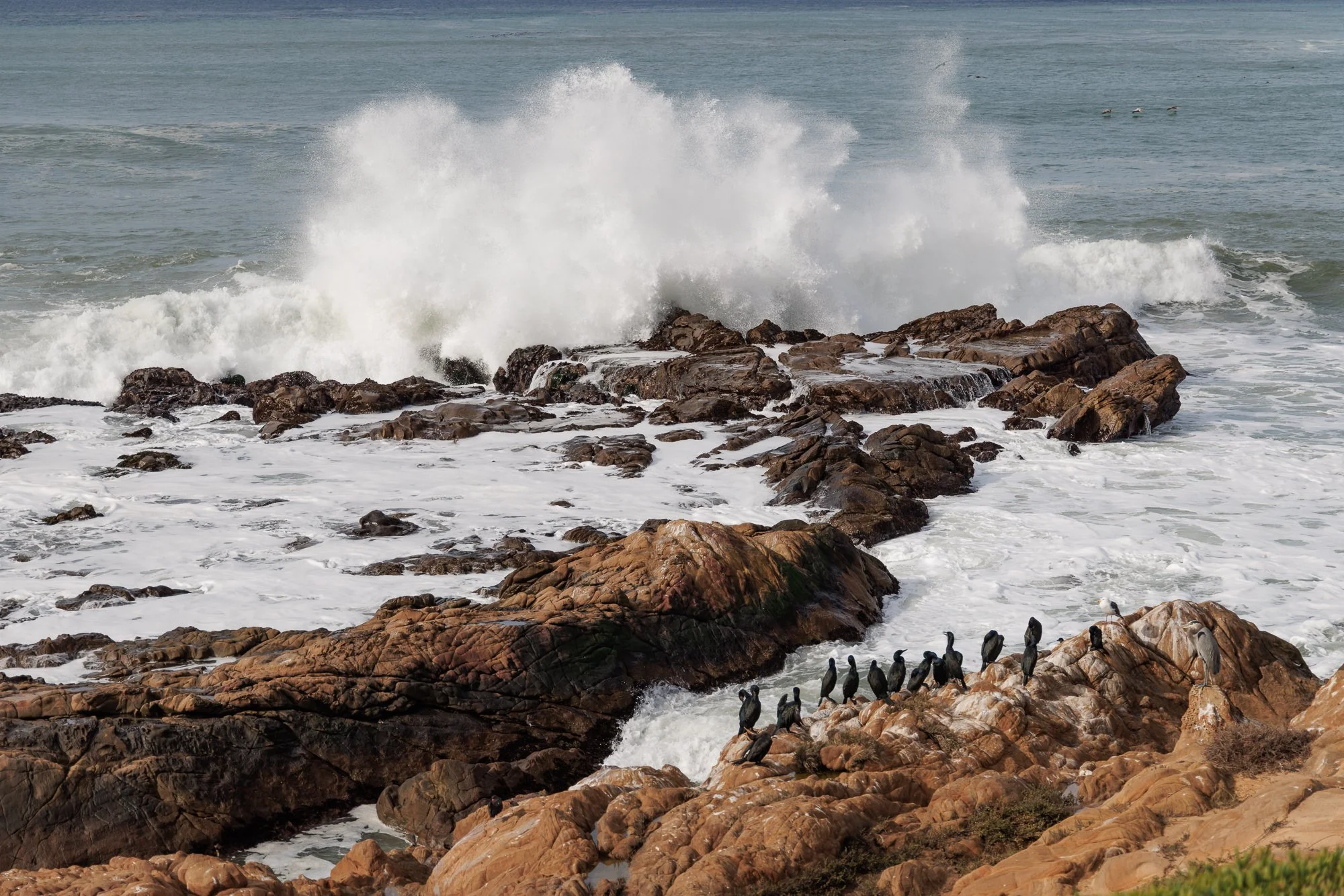 cormorants at the edge of the ocean with a large wave splash