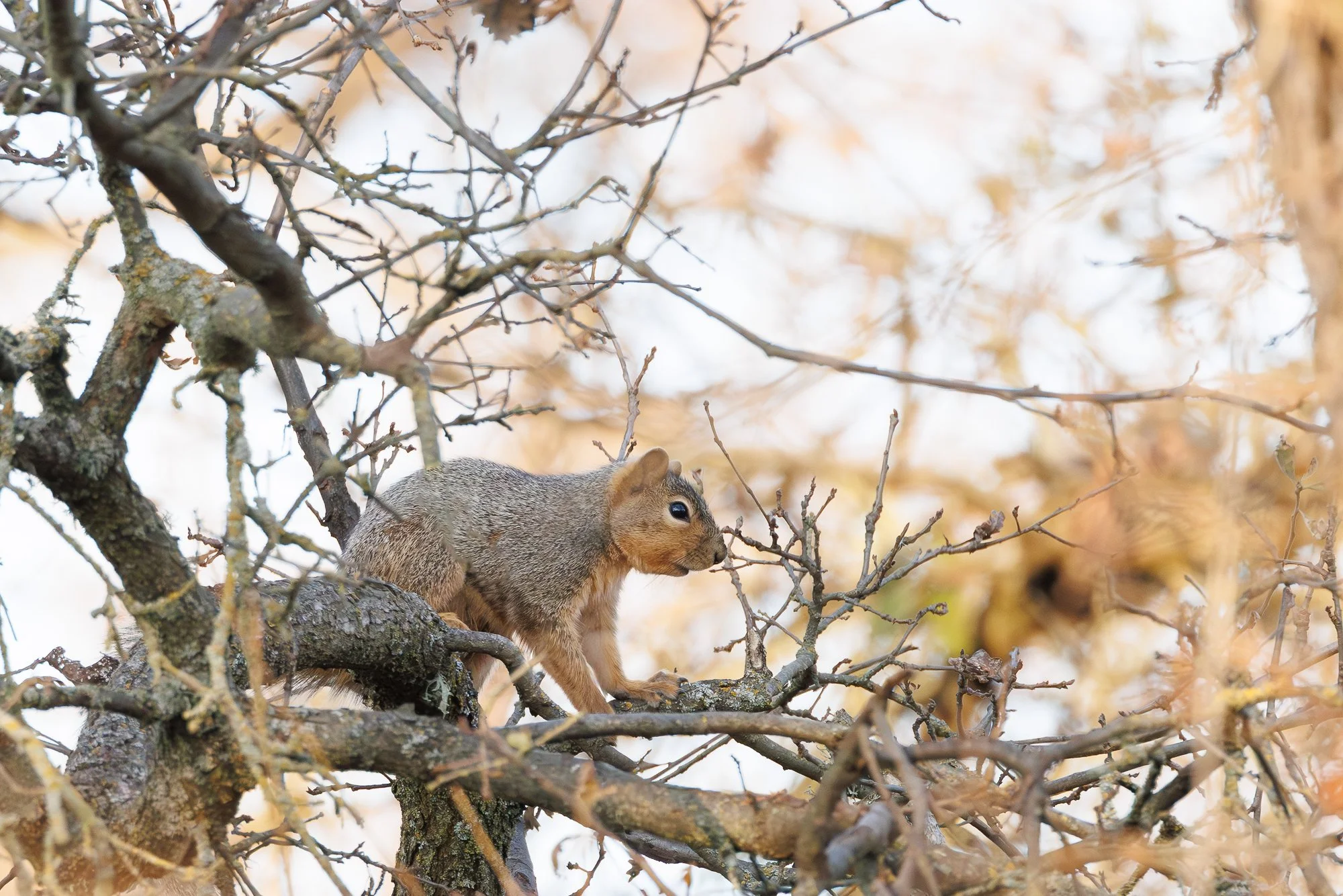 red squirrel in tree