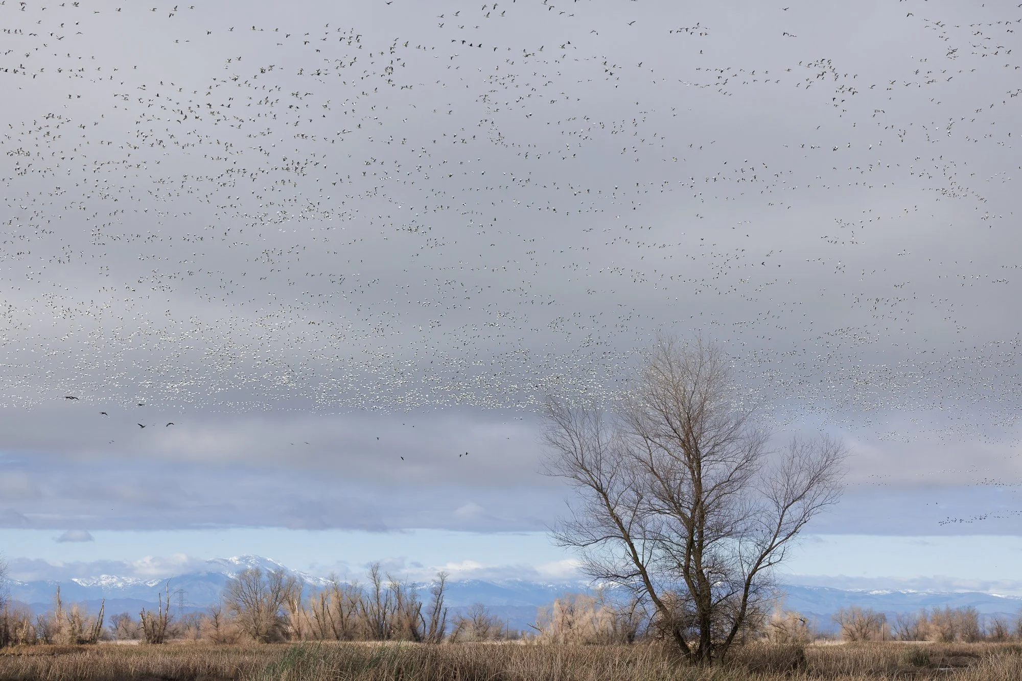 waterfowl taking flight over trees and mountains in background