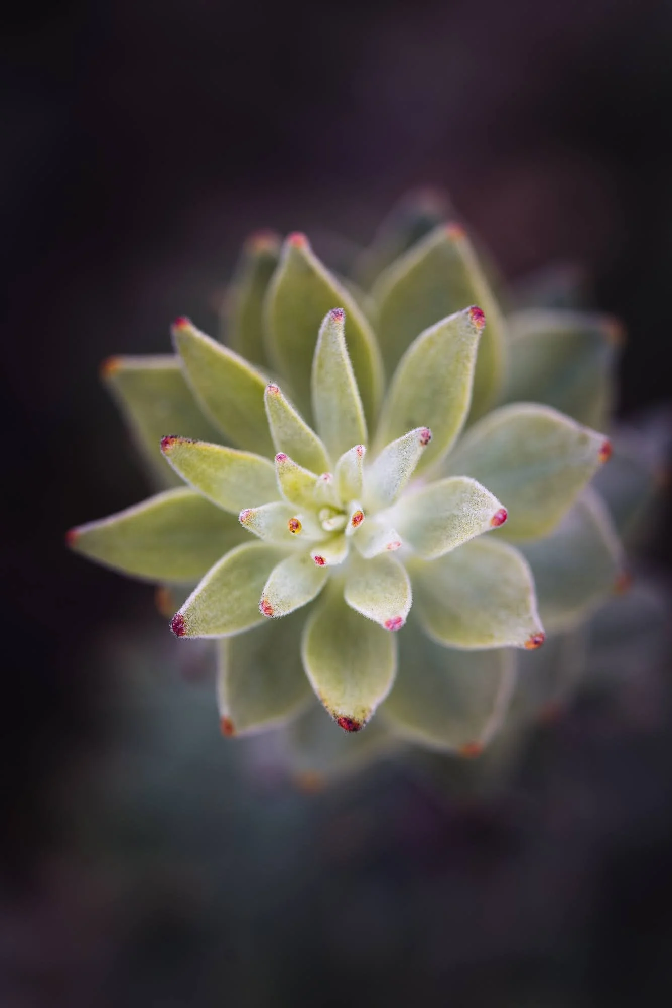 Succulent ruby slippers
