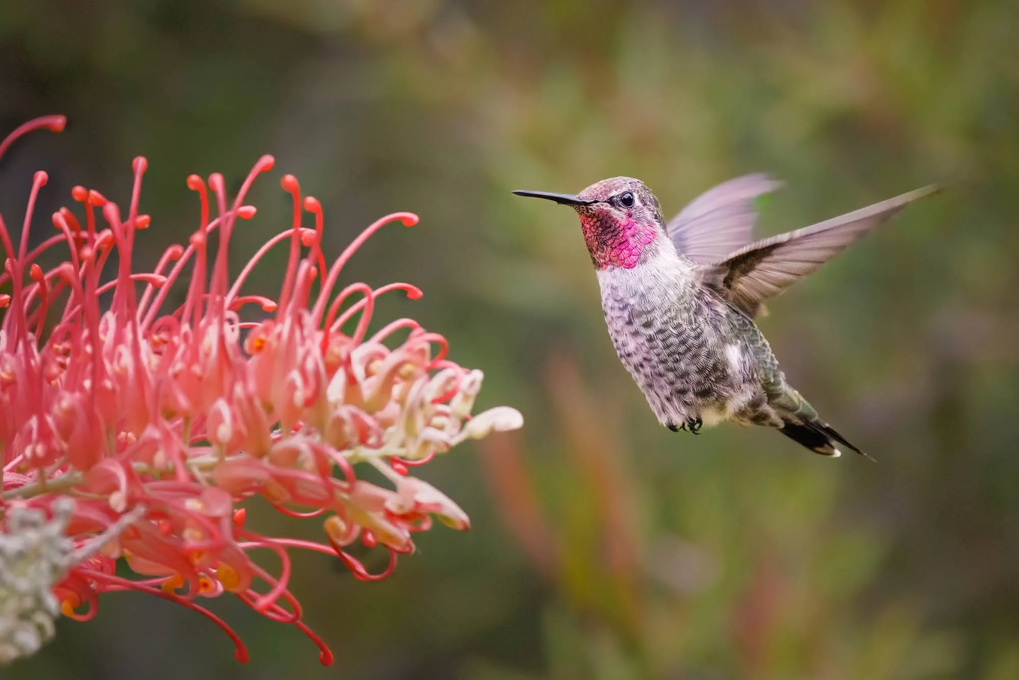 Anna’s hummingbird