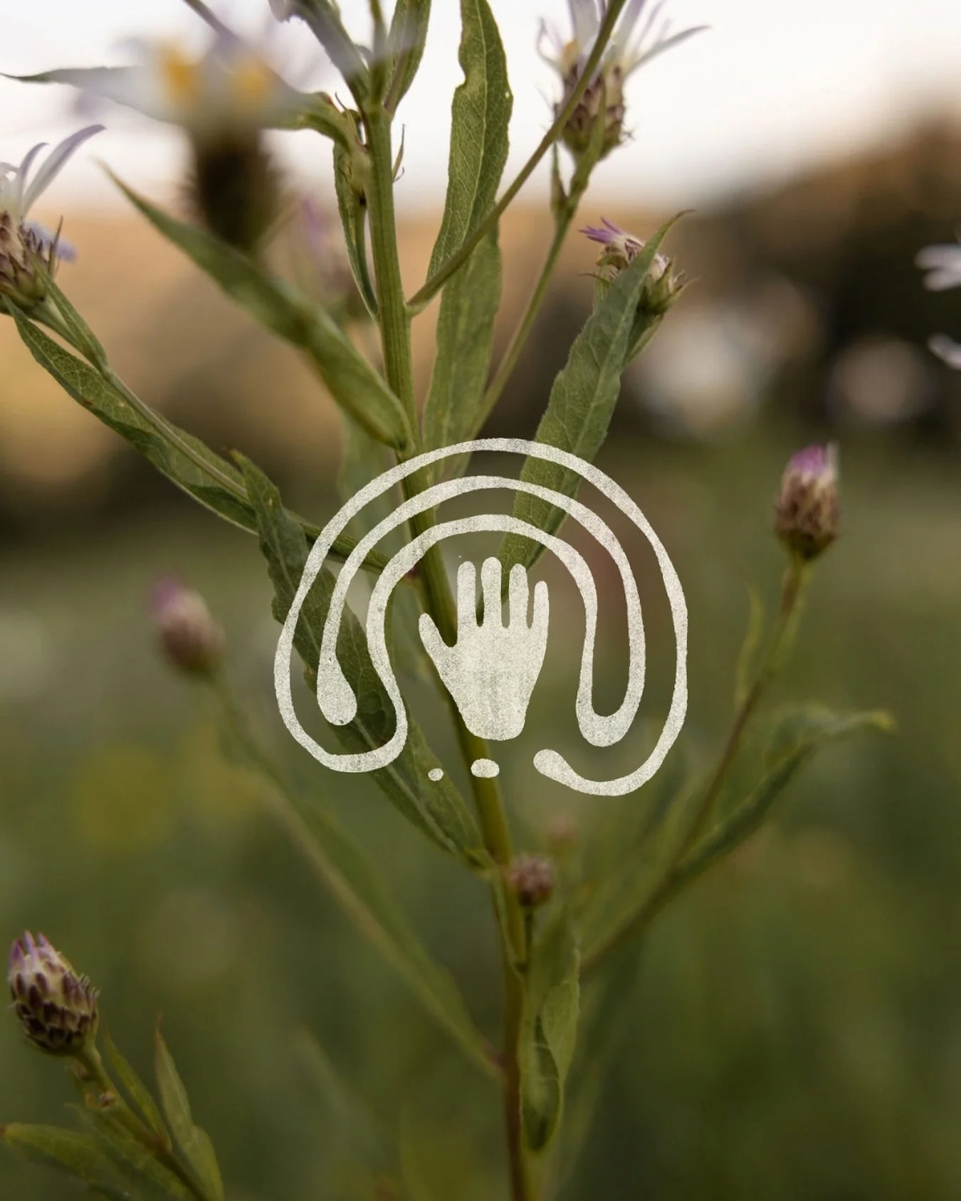 Where earth meets energy, and the body remembers how to rest. Here, we don’t hurry— it’s a slow return. A deep breath that drops you back into your own roots.
Through sound, energy, and presence, we tend to the landscapes within &m