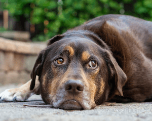 Zyggie the dog giving a side eye