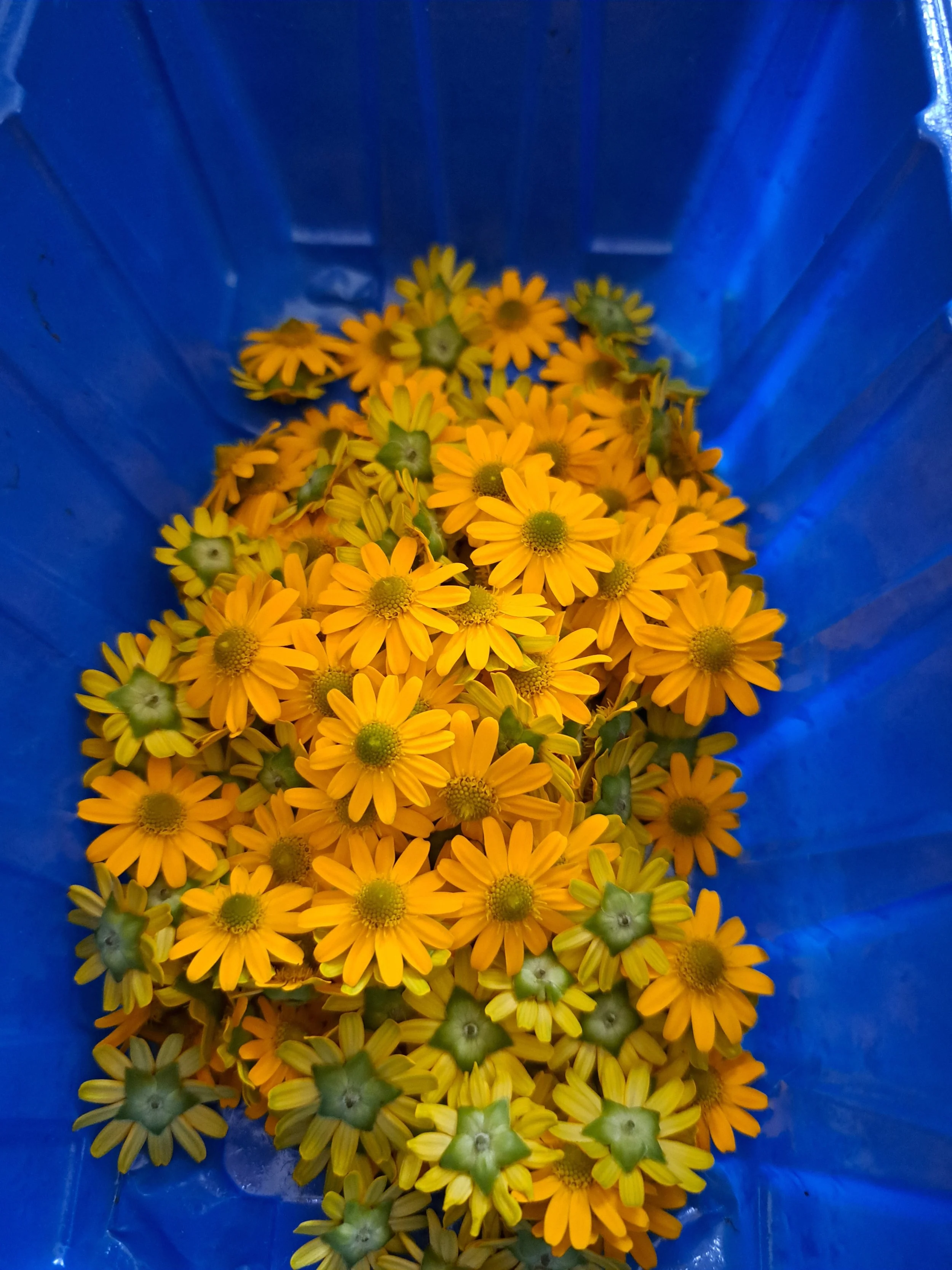 Zinnias before pressing