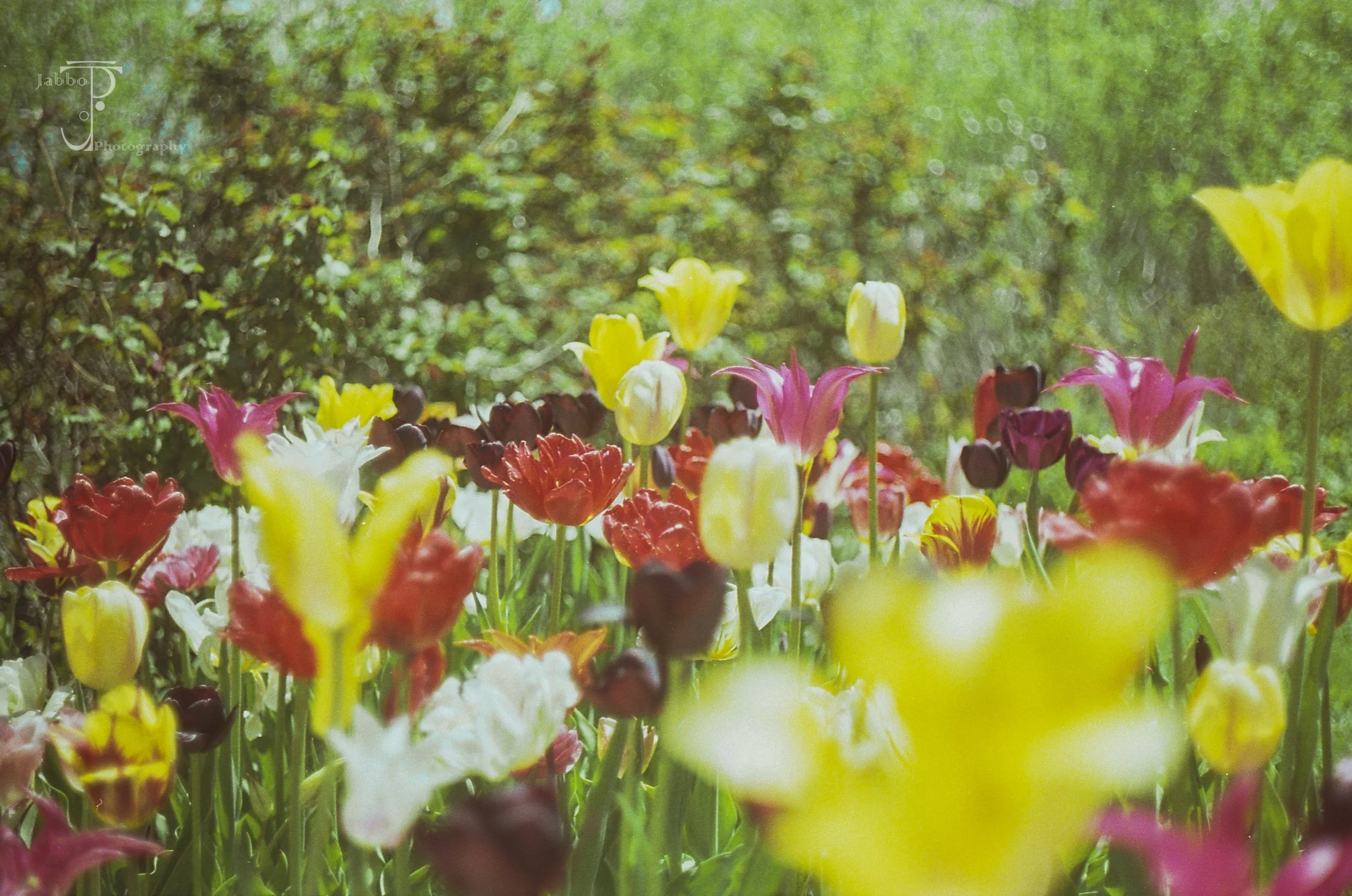 "Wildflower"
