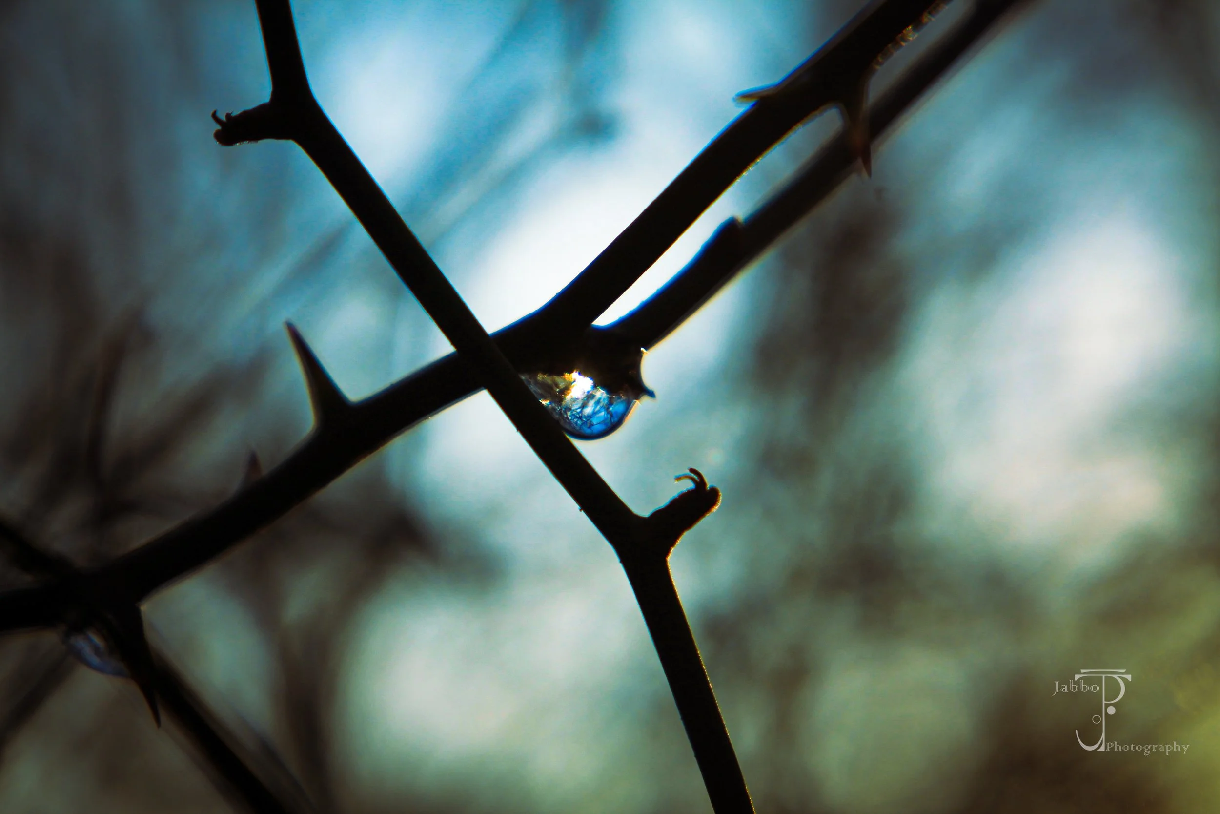 "Morning Dew"