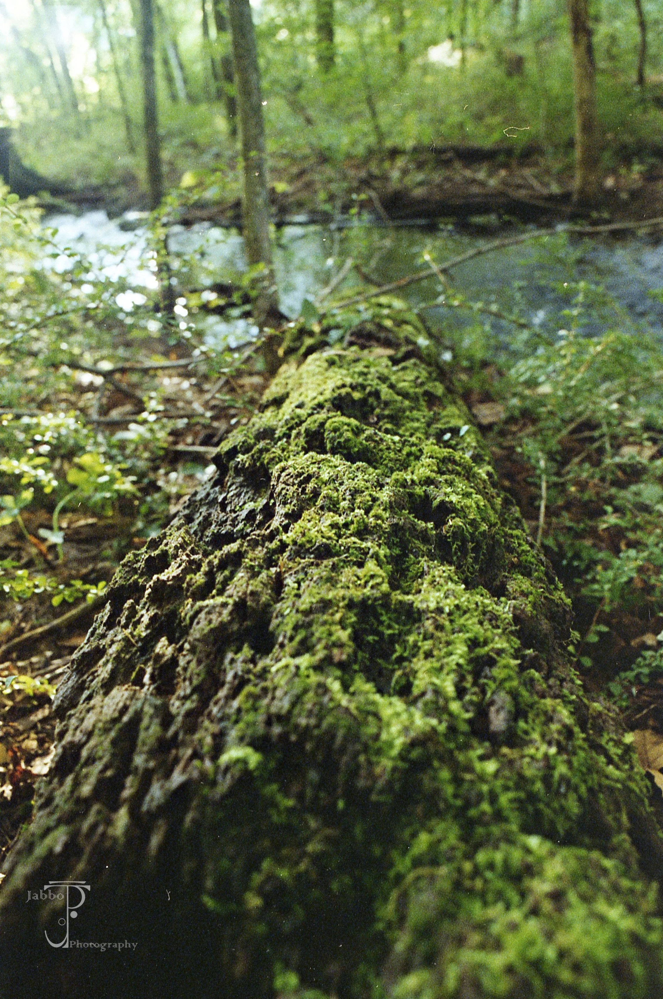 "Textures In Green"
