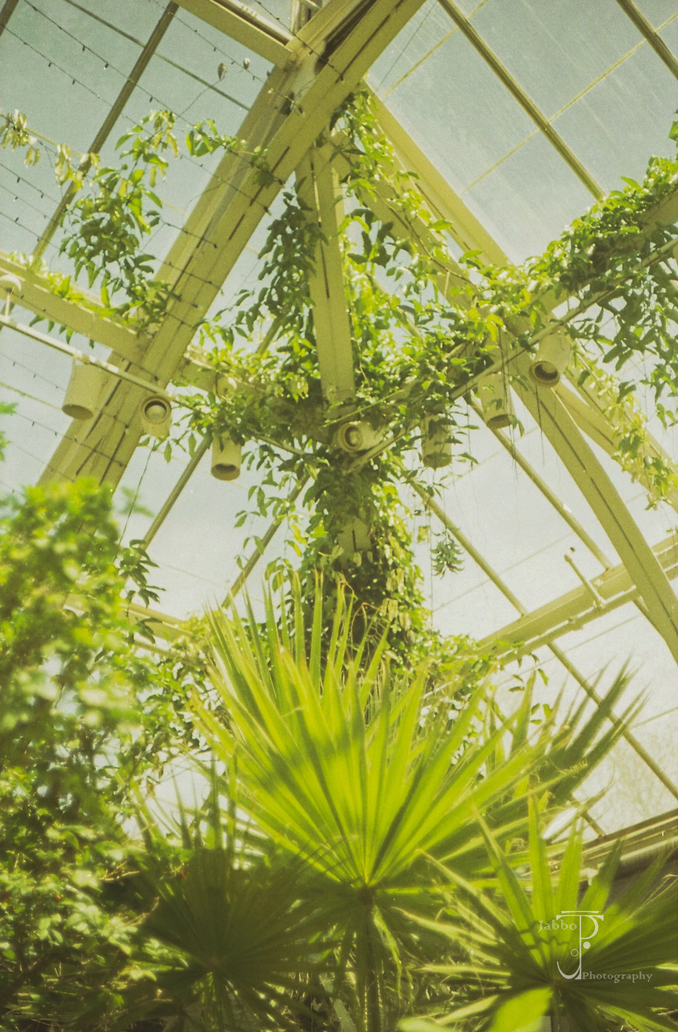 "From The Greenhouse"
