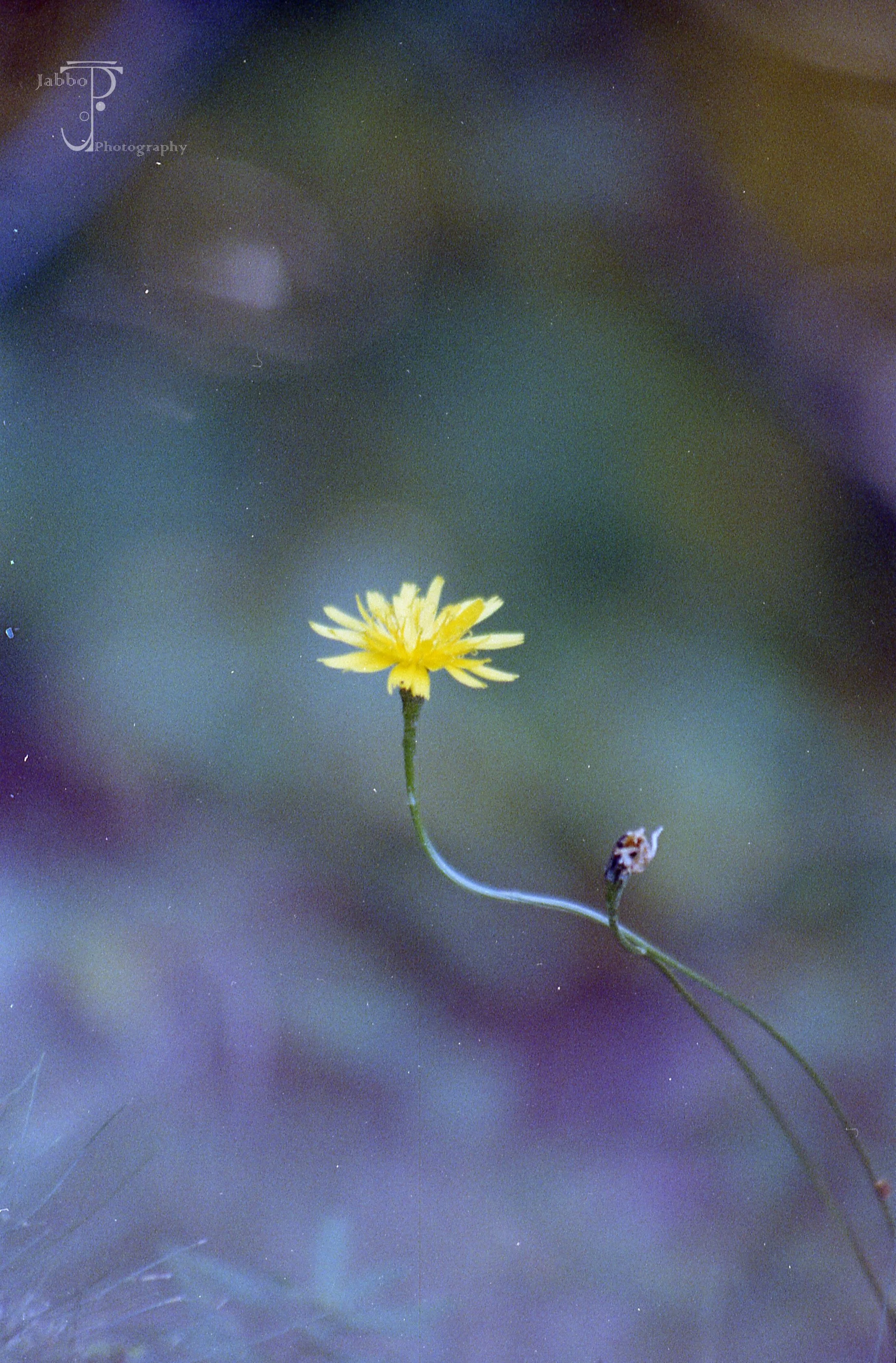 "The Last Days Of May"
