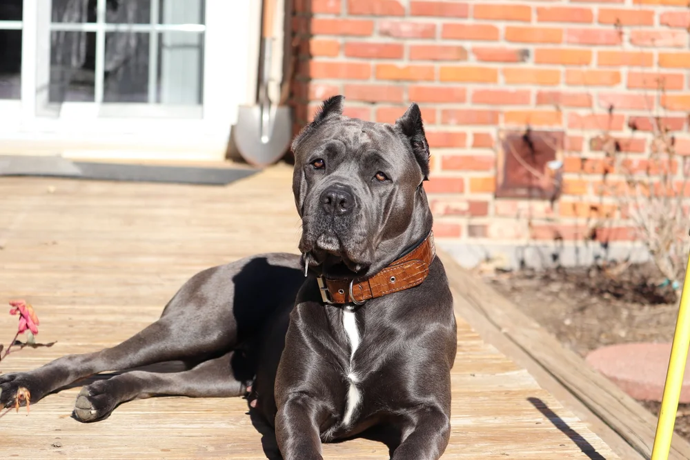 Apply Now — Solterra Cane Corso