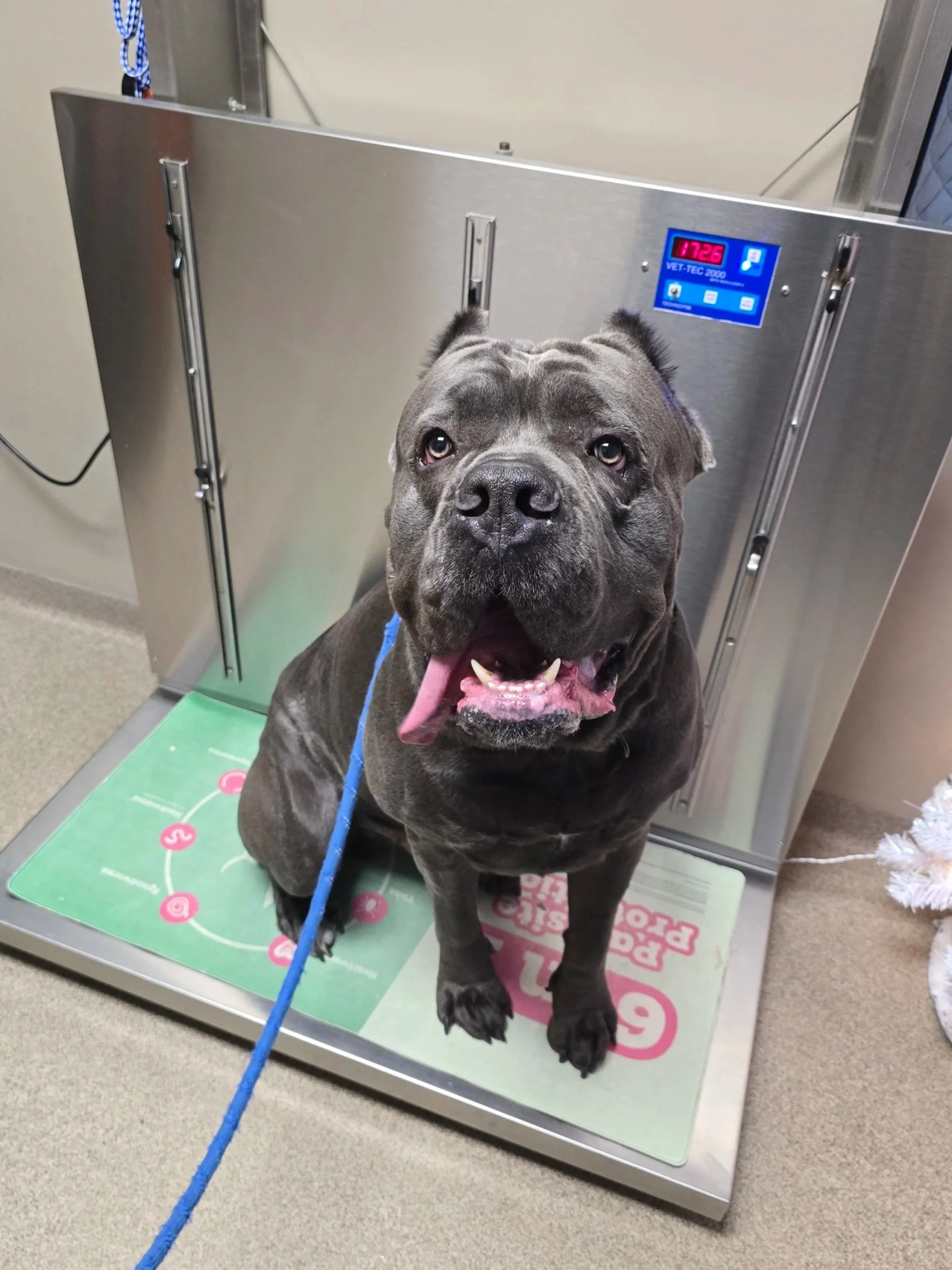 Grey Cane Corso male