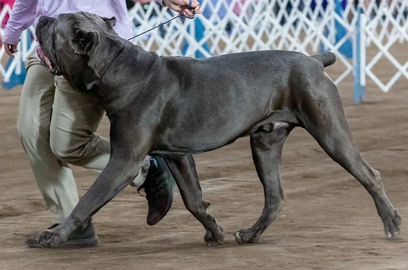 Grey Cane Corso showing in AKC