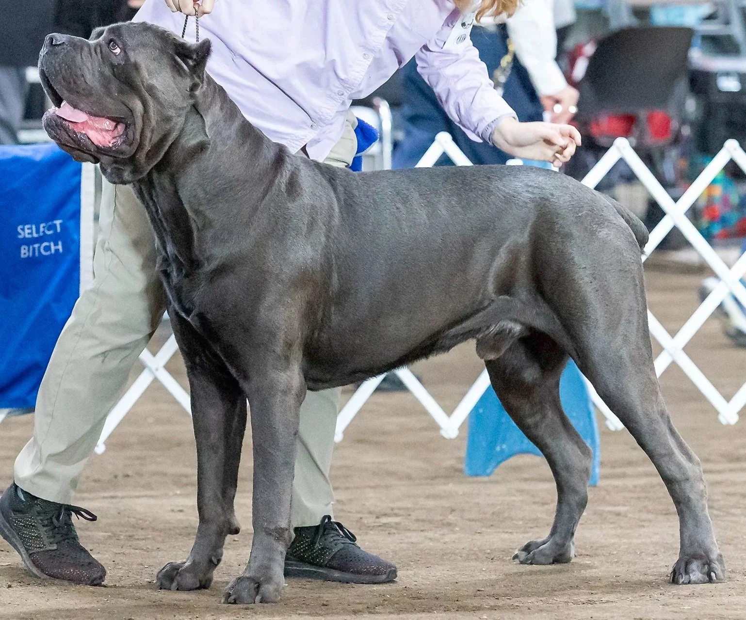 Grey Cane Corso showing in AKC