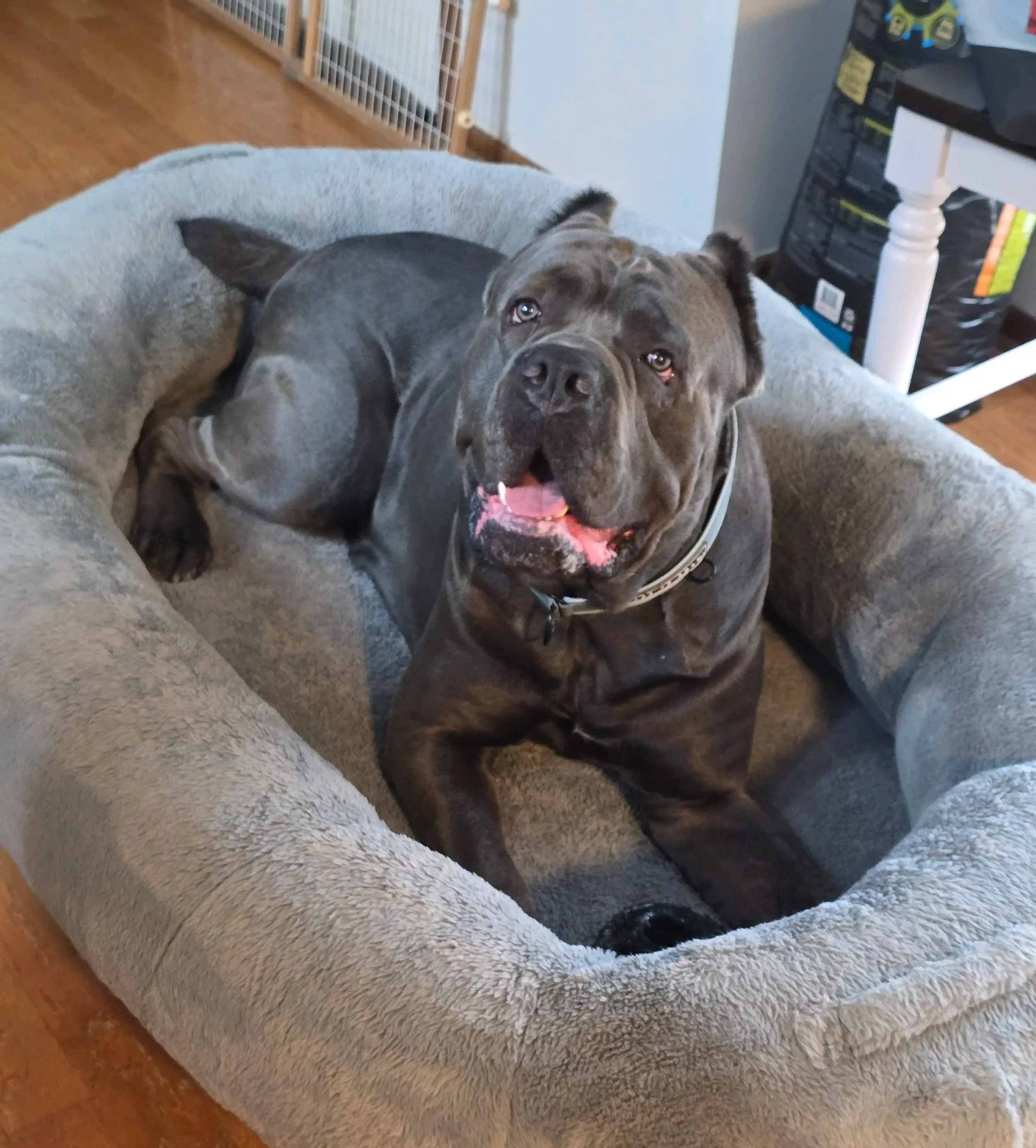 grey cane corso male