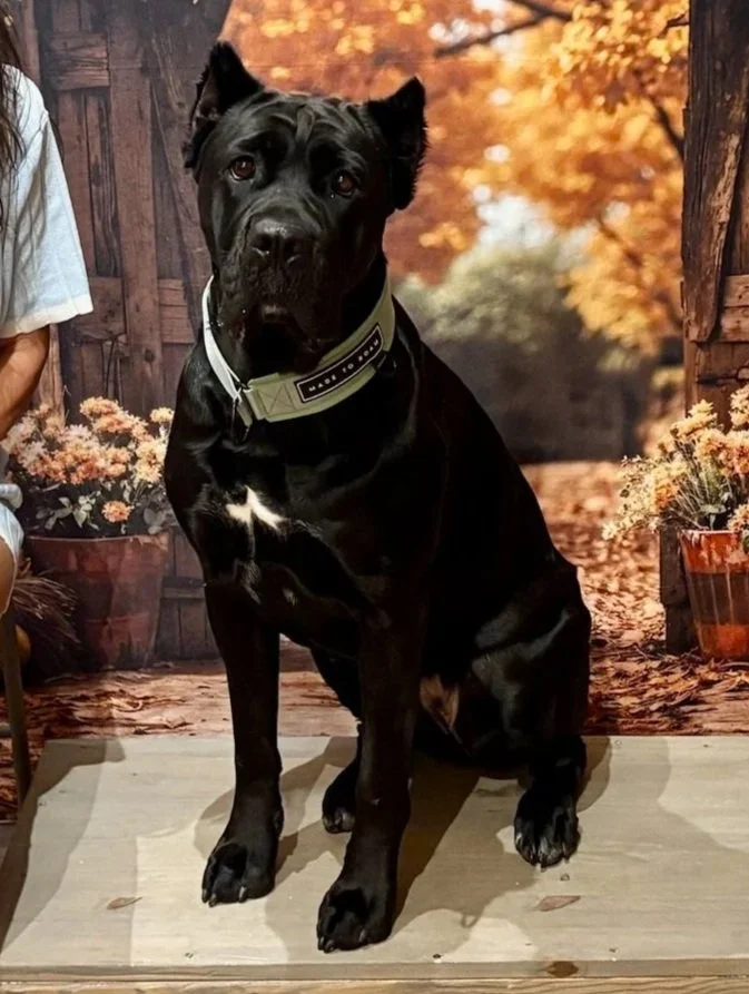 black cane corso