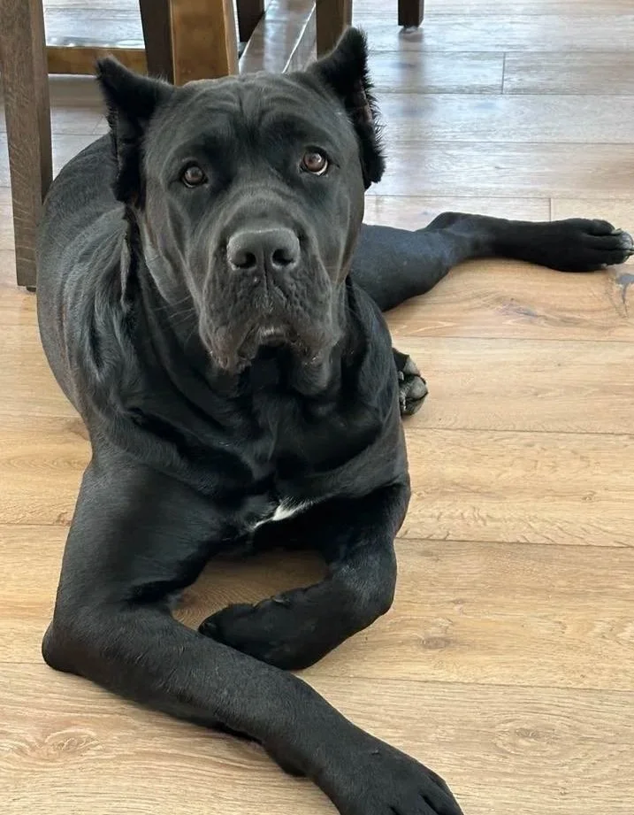 black cane corso