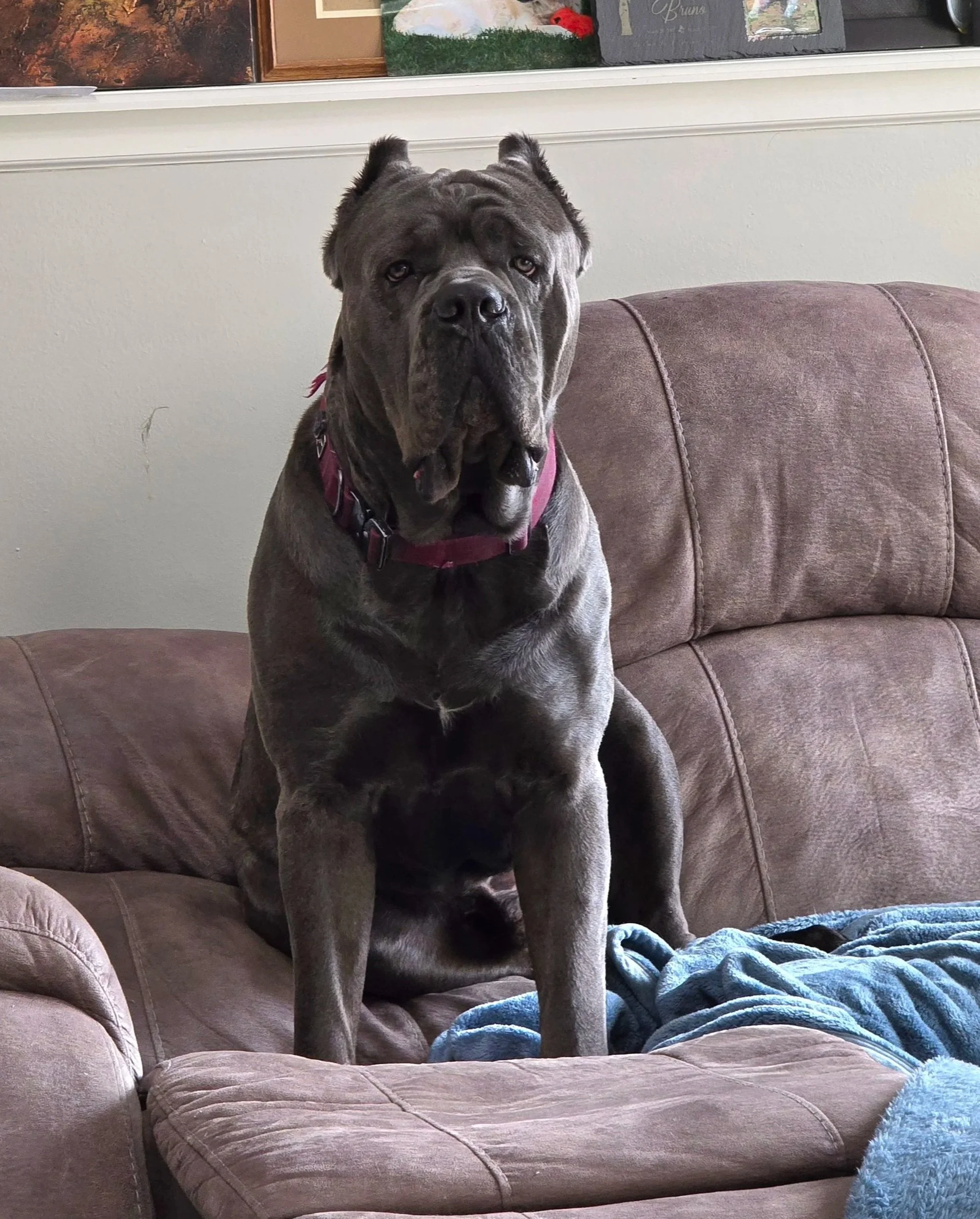 grey cane corso male