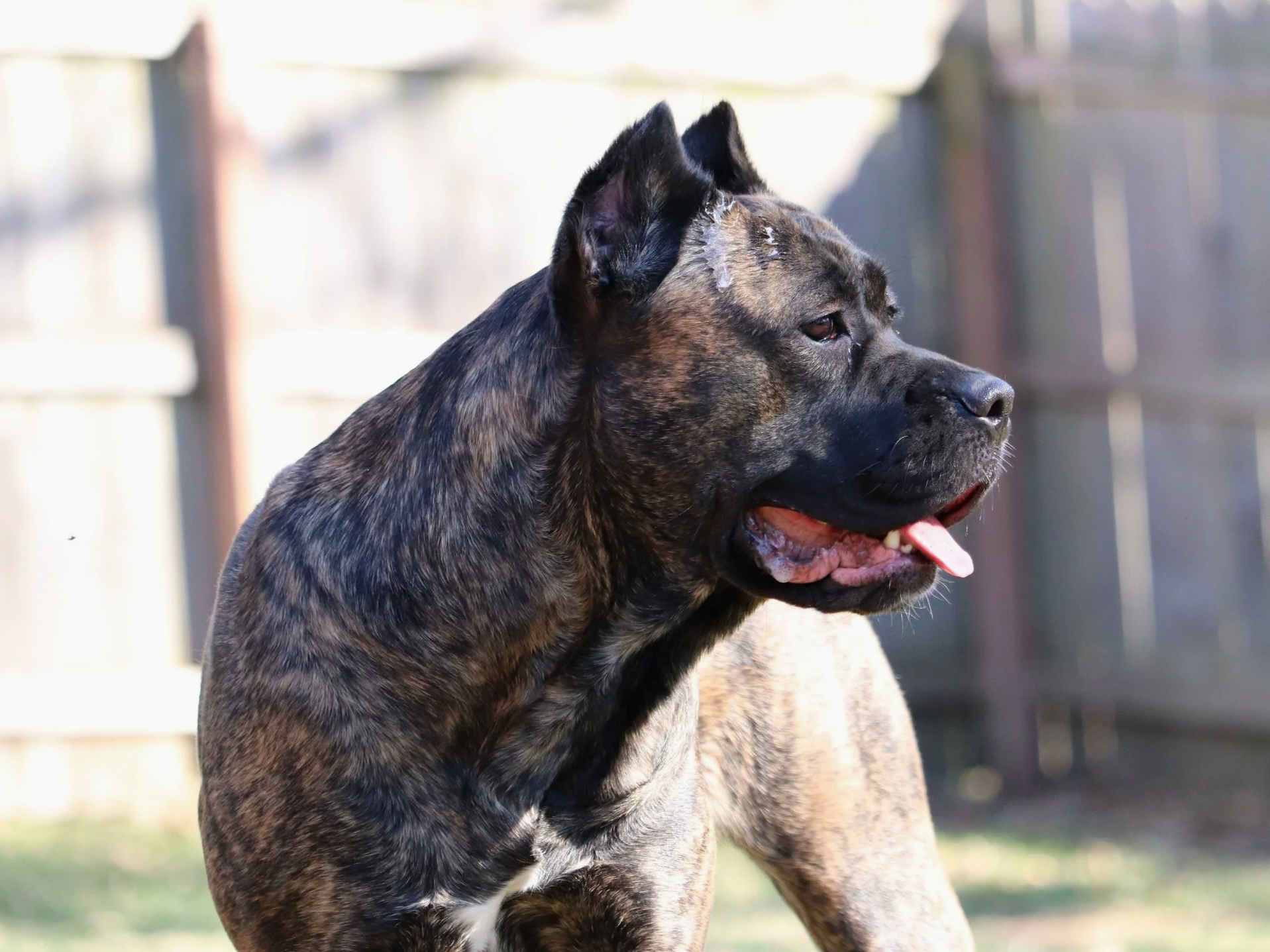 chestnut brindle cane corso