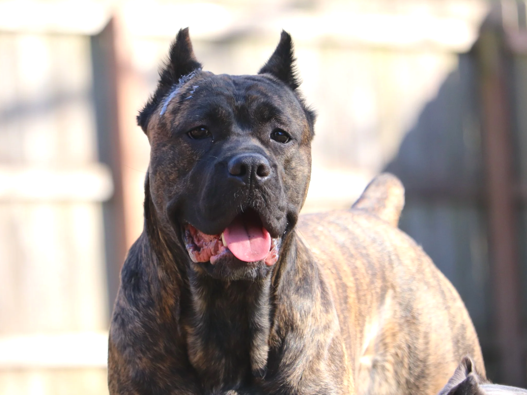 chestnut brindle cane corso
