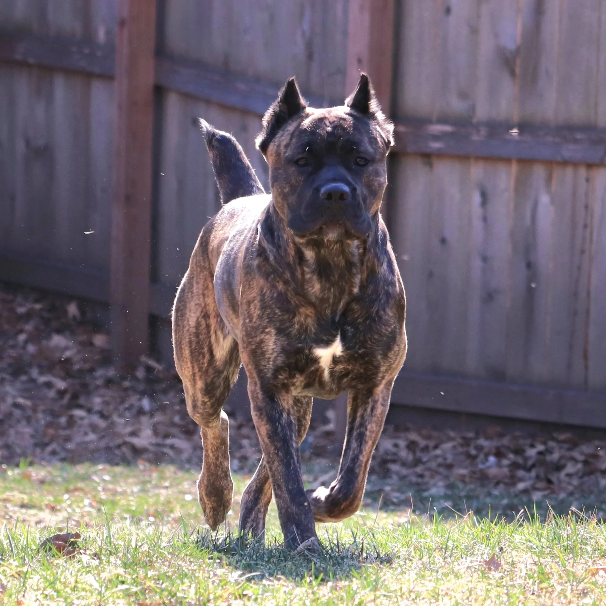 chestnut brindle cane corso