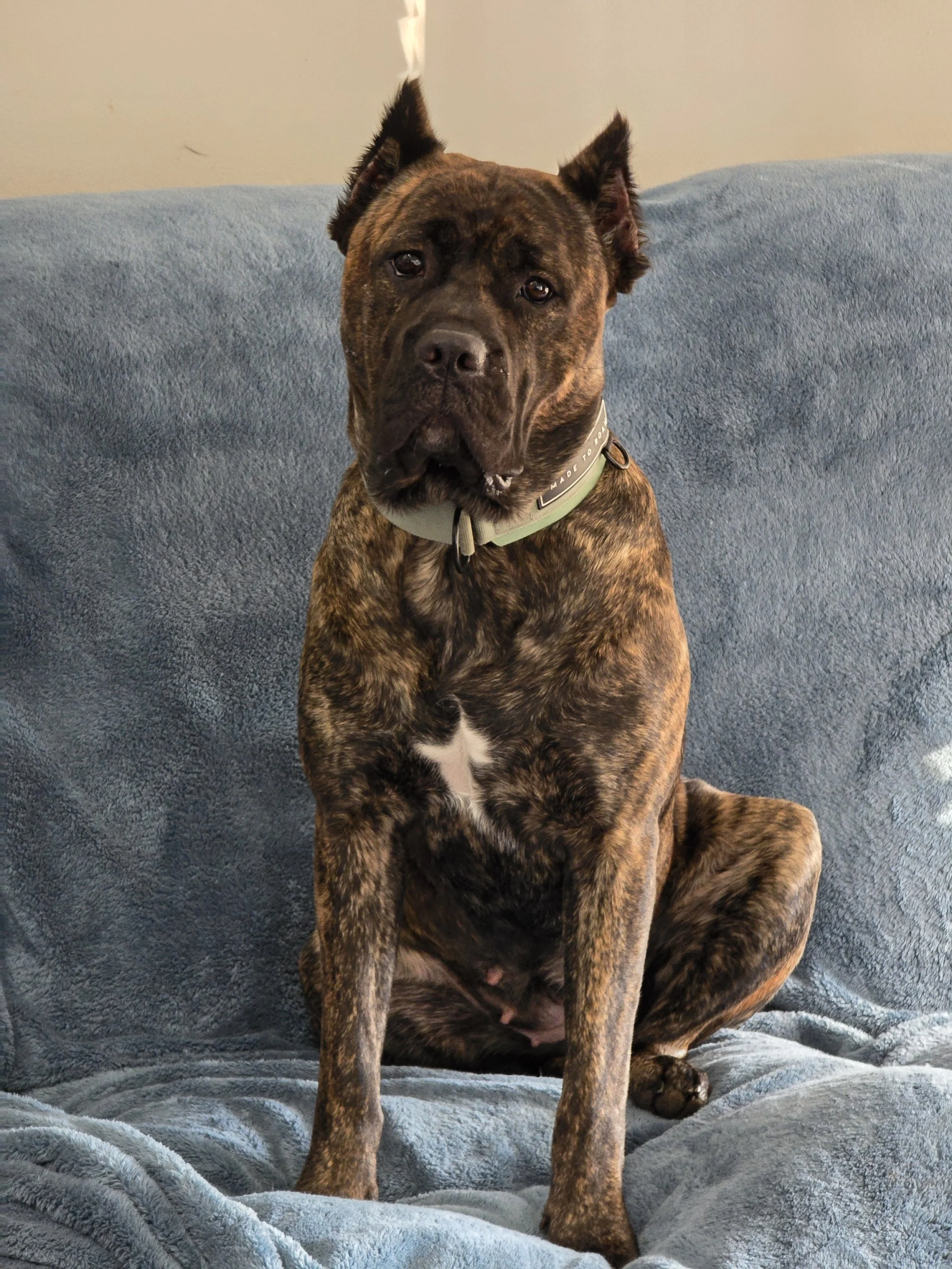 Chestnut brindle cane corso
