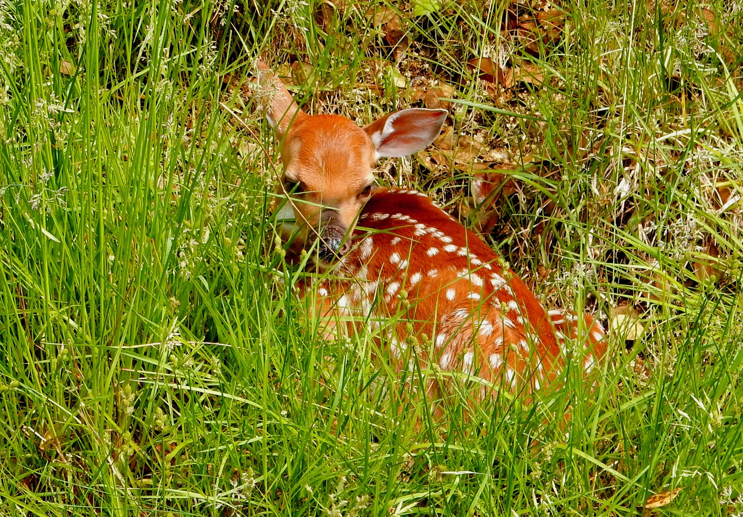 Fire Island Wildlife — Fire Island News