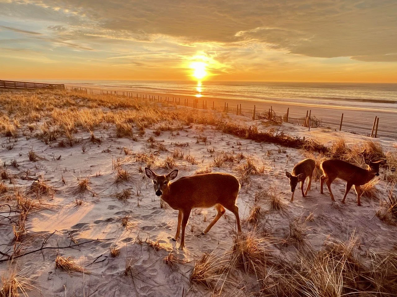 Dregs of Deer Management: Fire Island National Seashore Announces ...
