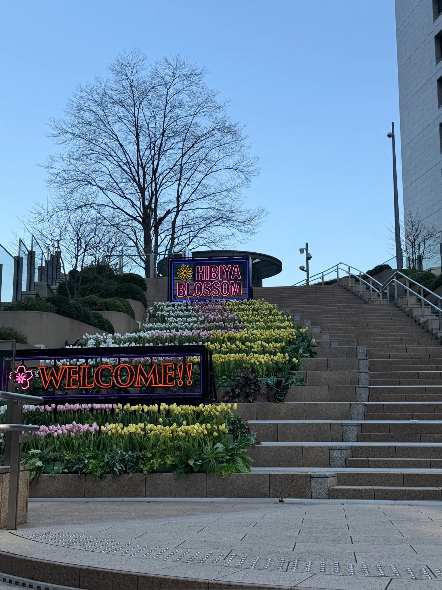 tokyo hibuya blossom.JPG