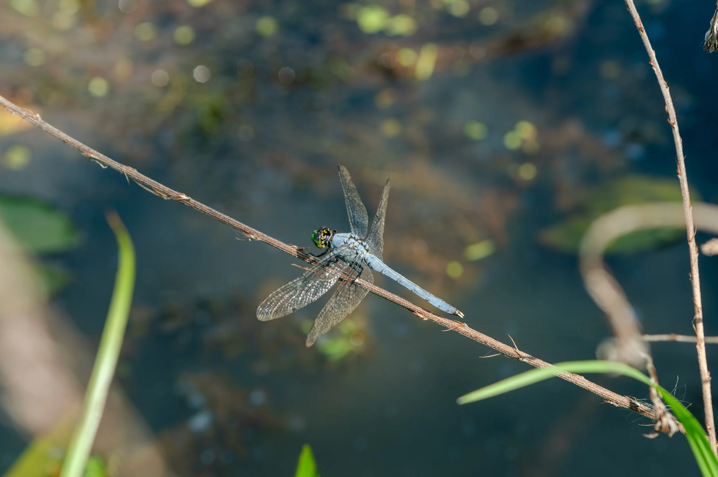 Kenilworth - Dragonfly.jpg