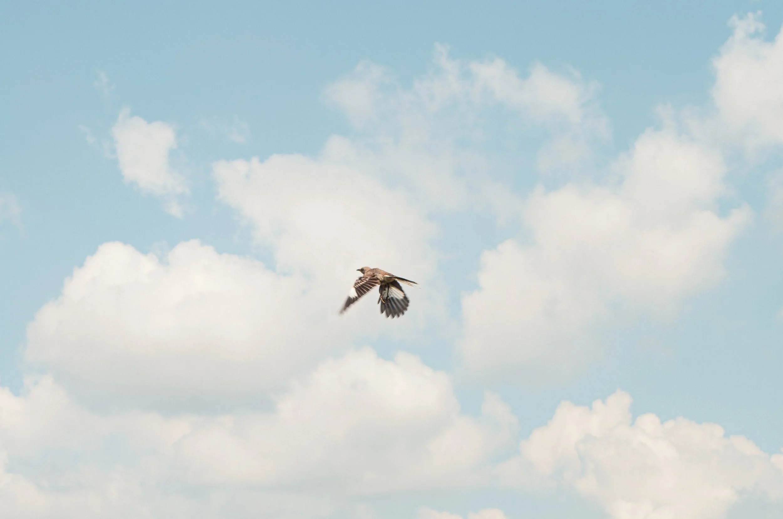 Kenilworth - Mockingbird in Flight.jpg
