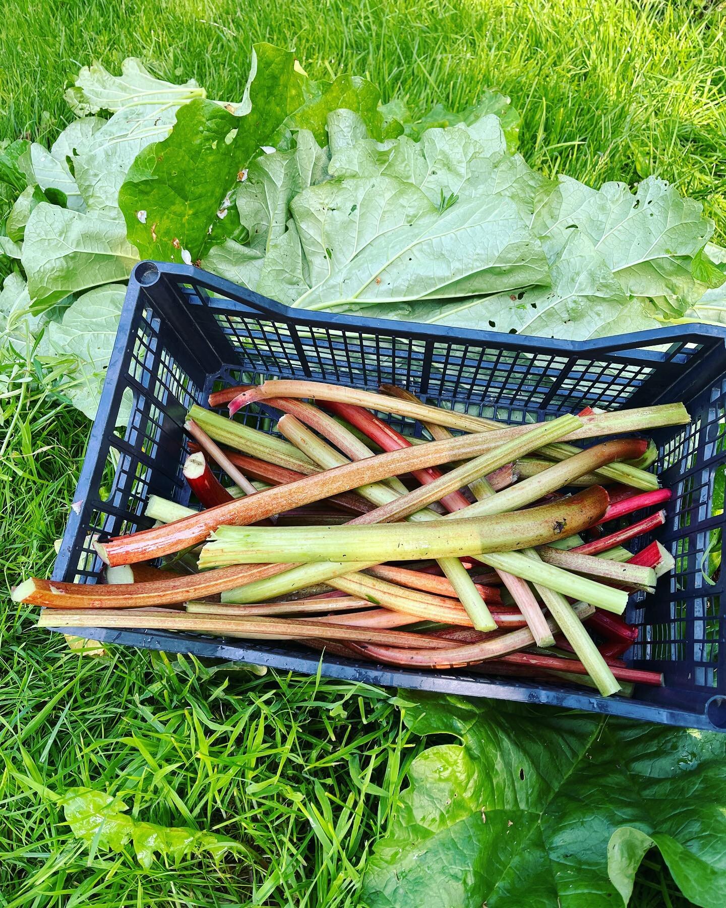 Freshly picked rhubarb heading to this week&rsquo;s veg boxes! 

#rhubarb #veg #endfoodwaste