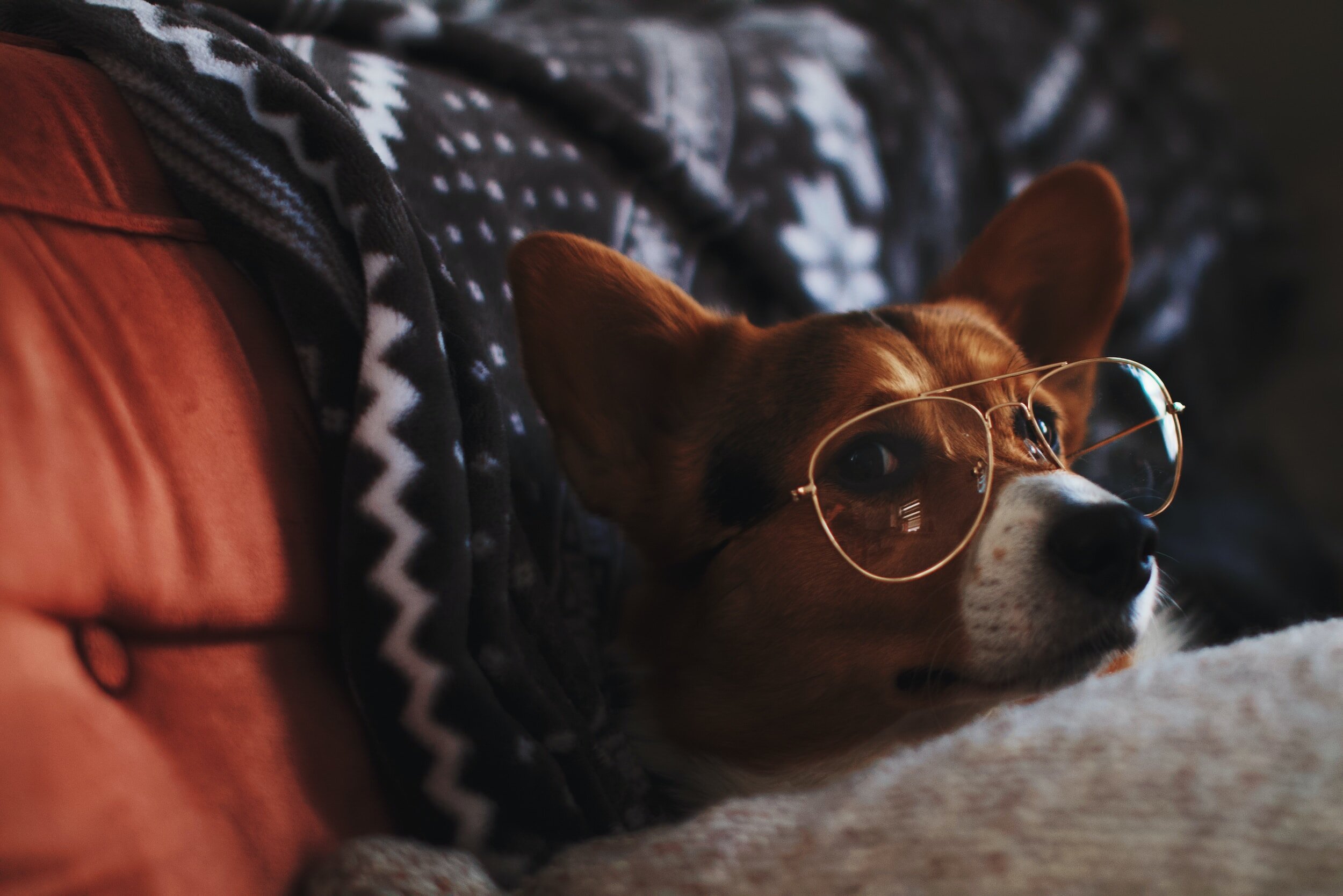 A dog wearing sunglasses, lying on a couch with a patterned blanket draped over it.