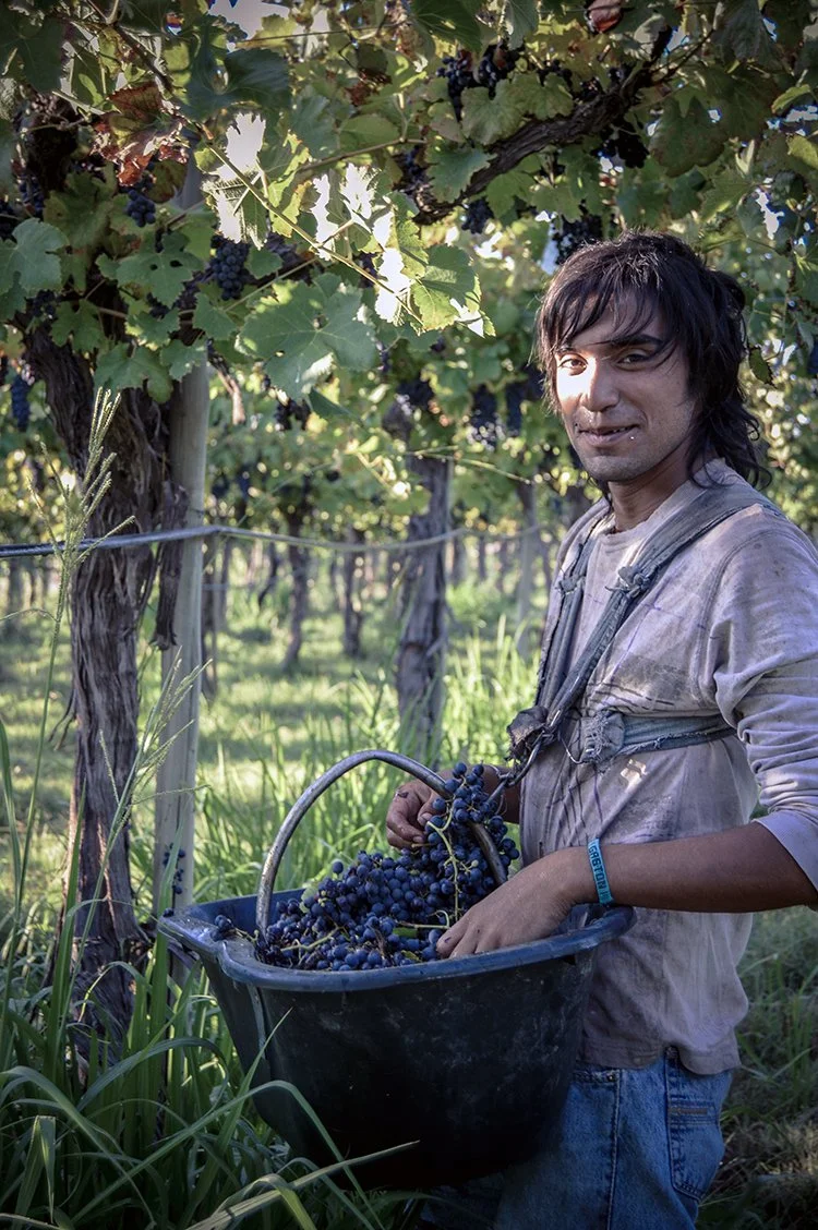 LRC-Guy in Vineyard.jpg