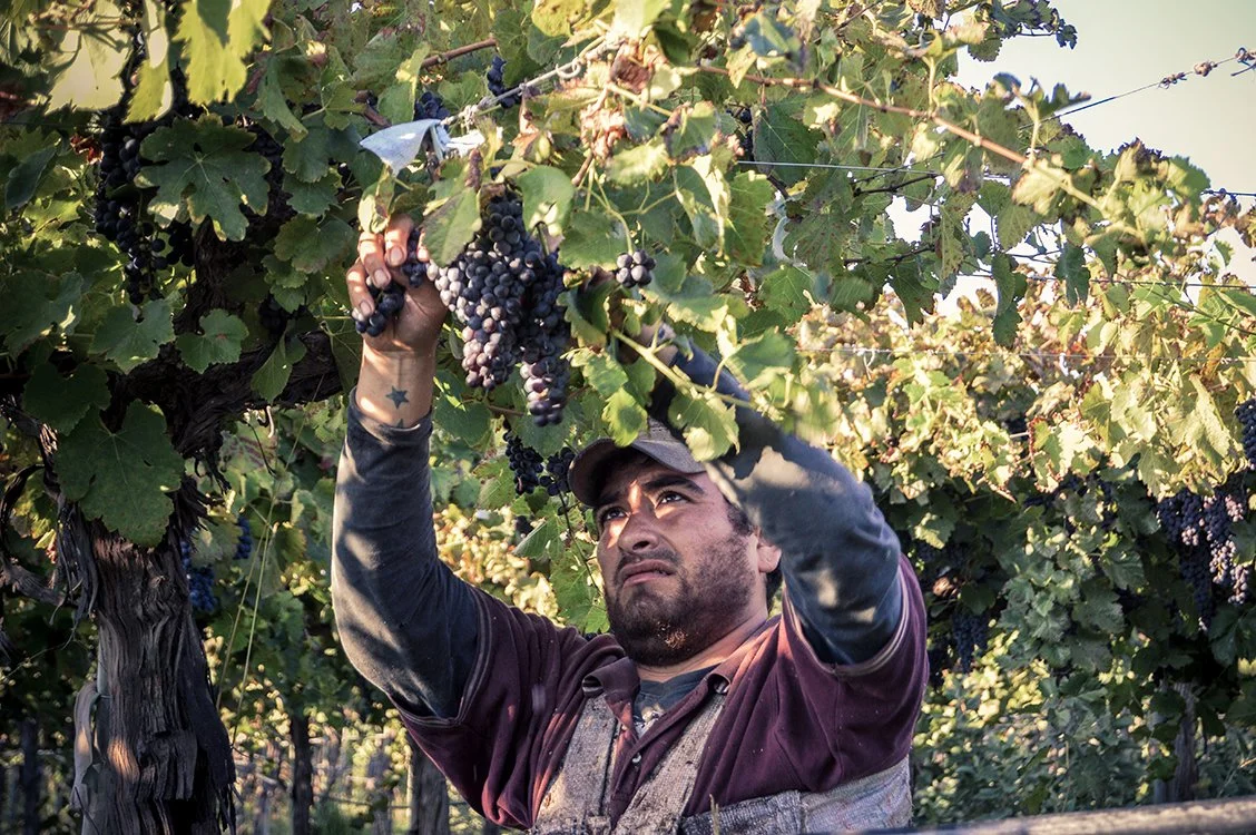 LRC-Guy picking in Vineyard.jpg