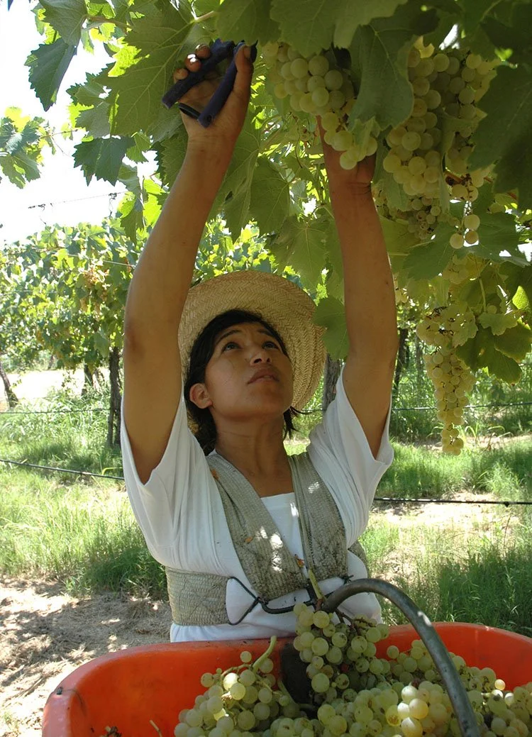 LRC-Handpicking grapes.jpg
