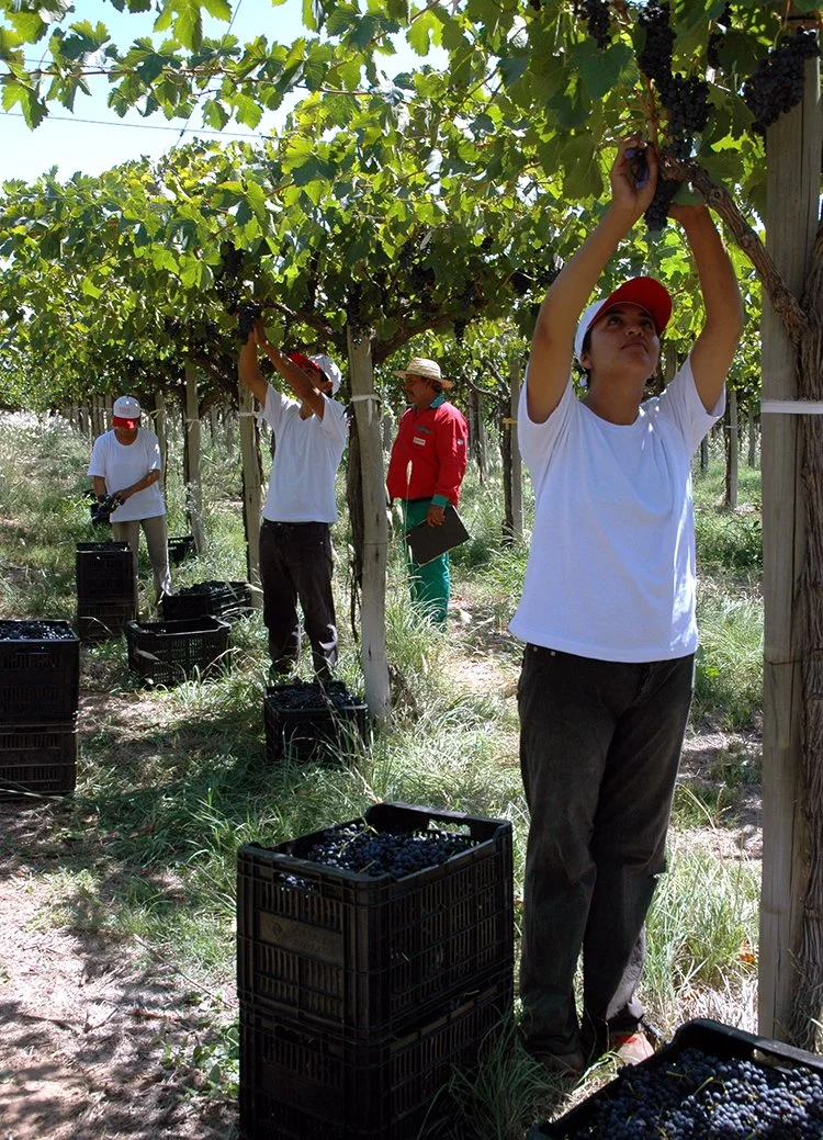 LRC-Vineyard workers during harvest.jpg