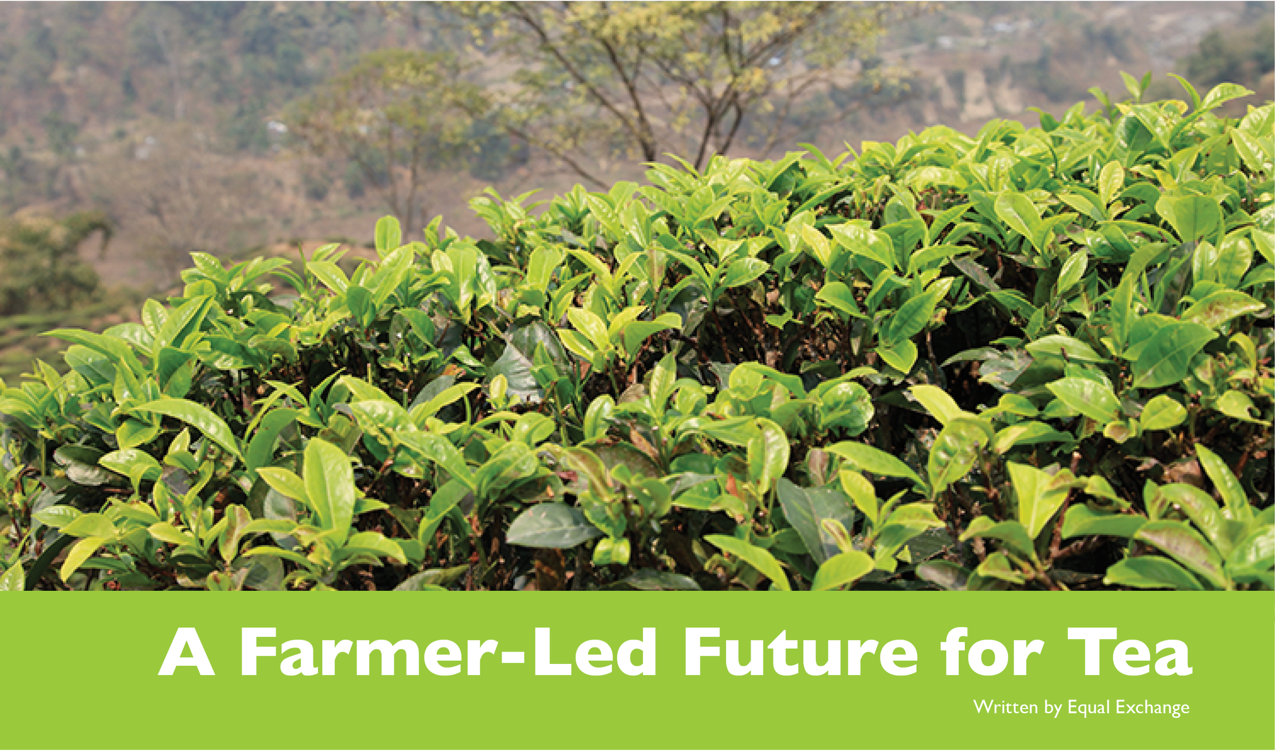A Farmer-Lead Future for Tea