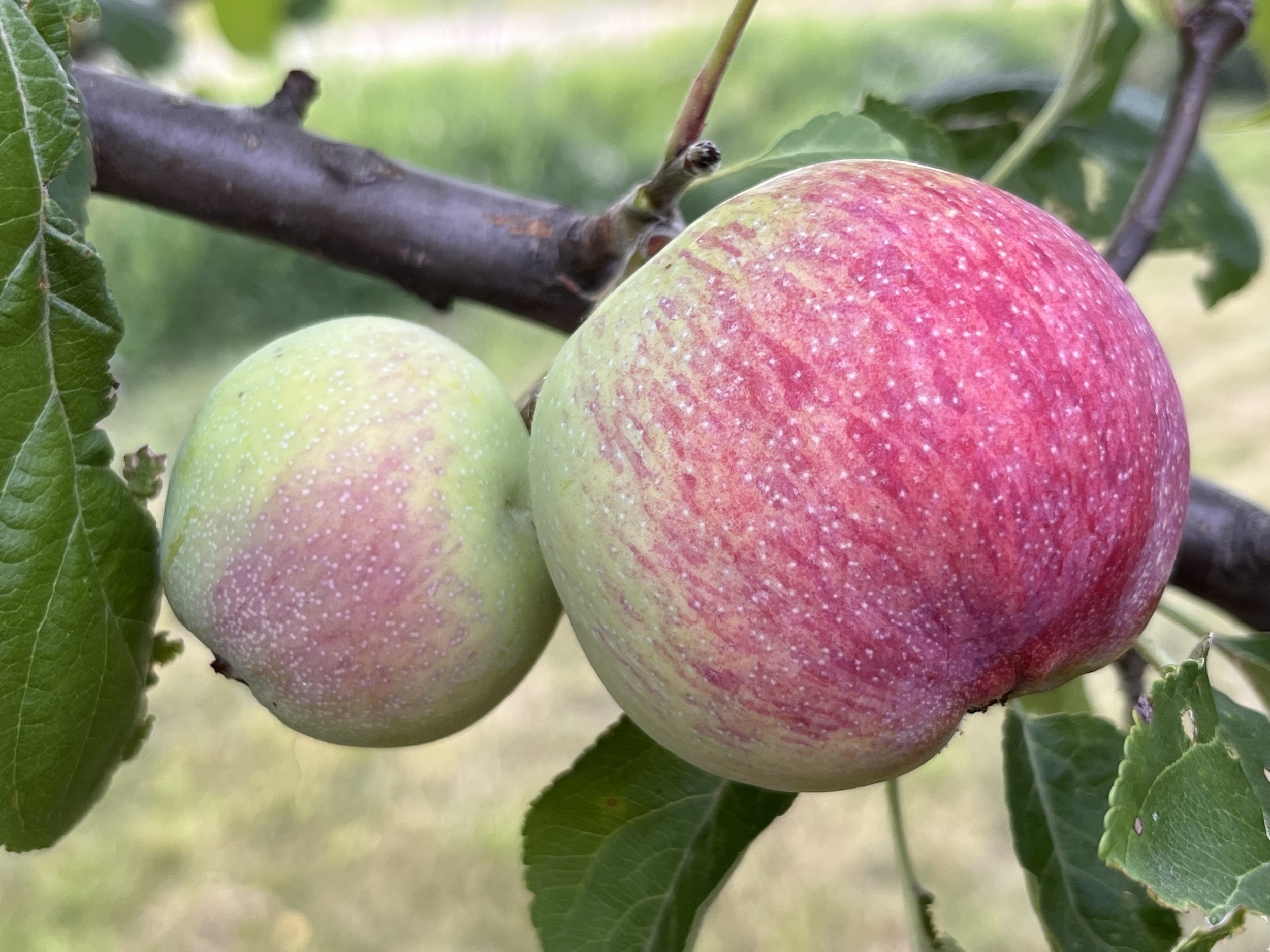 Apples on trees at Kickapoo Orchard.jpeg