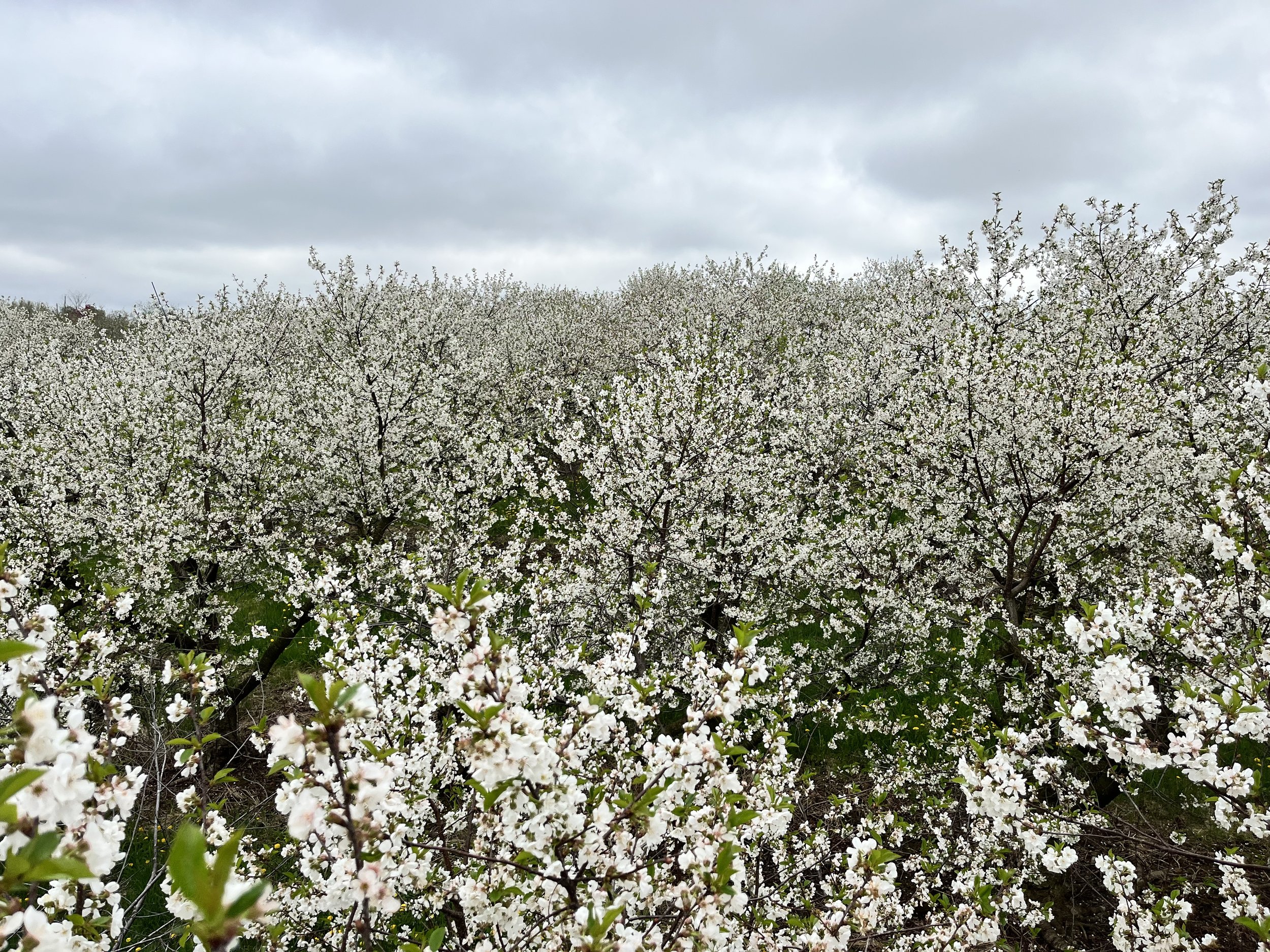 Kickapoo Orchard trees in bloom.jpeg